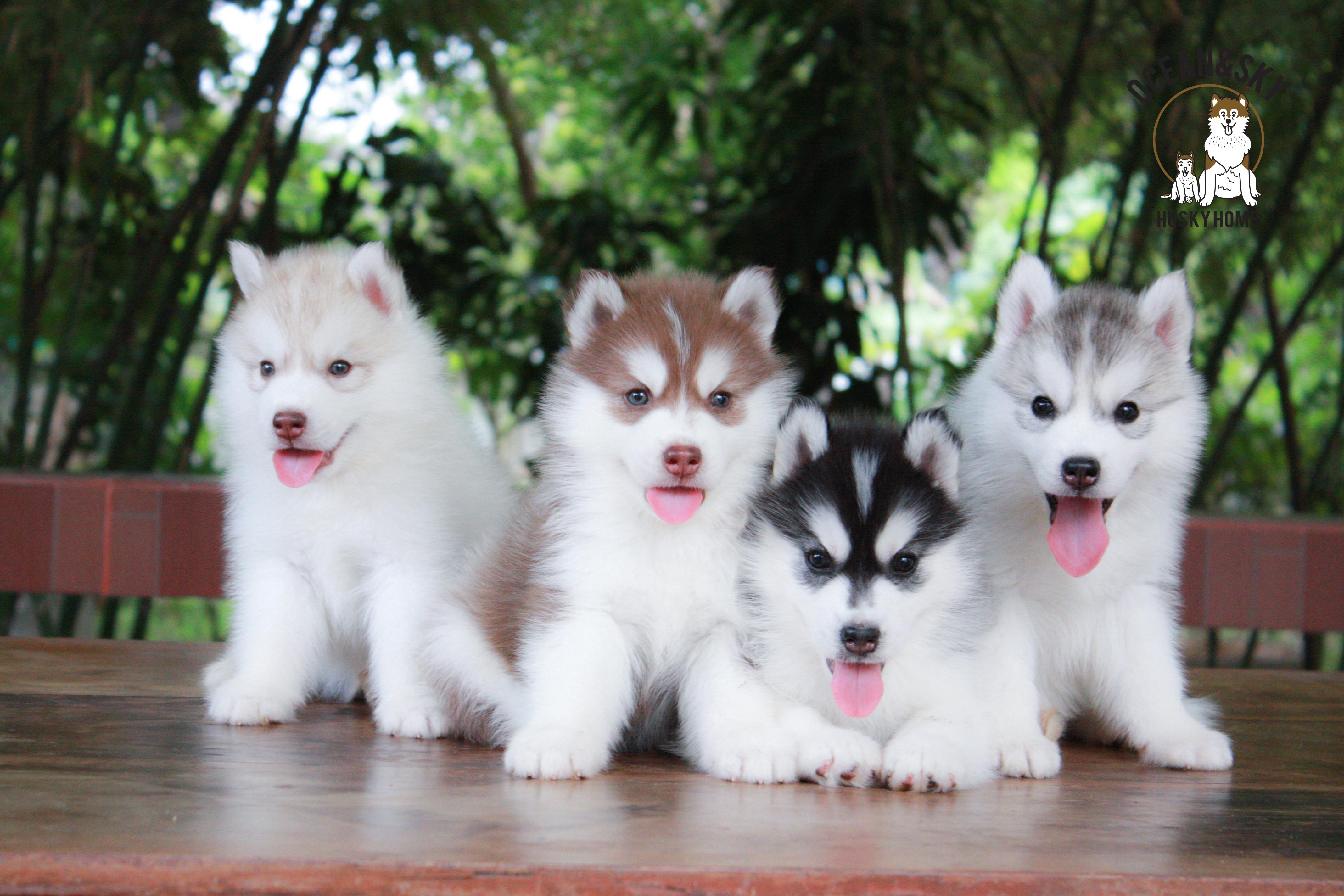 ไซบีเรียนขนฟู ราคาน่ารัก