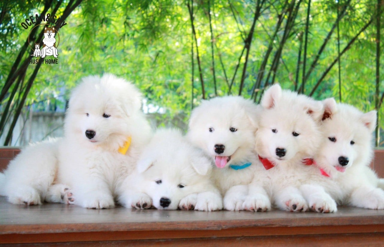 ซามอยด์ (Samoyed) ซามอยด์
