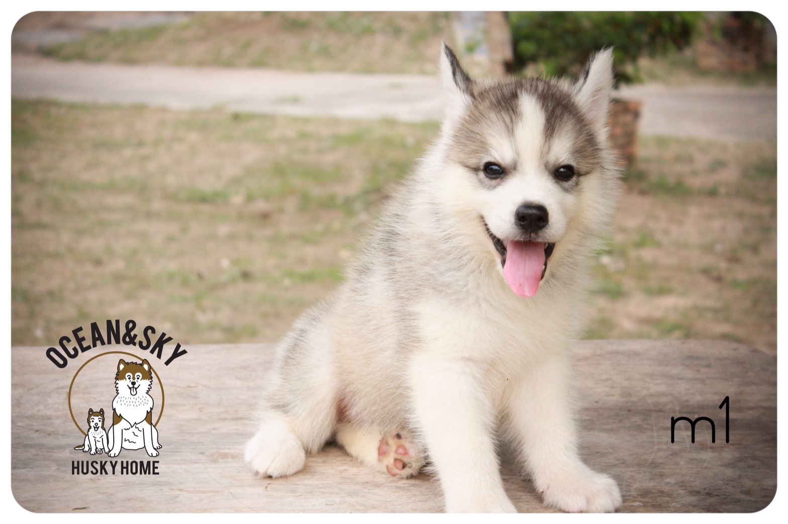 ลูกสุนัข ไซบีเรียน โอเชี่ยน + เนปจูน