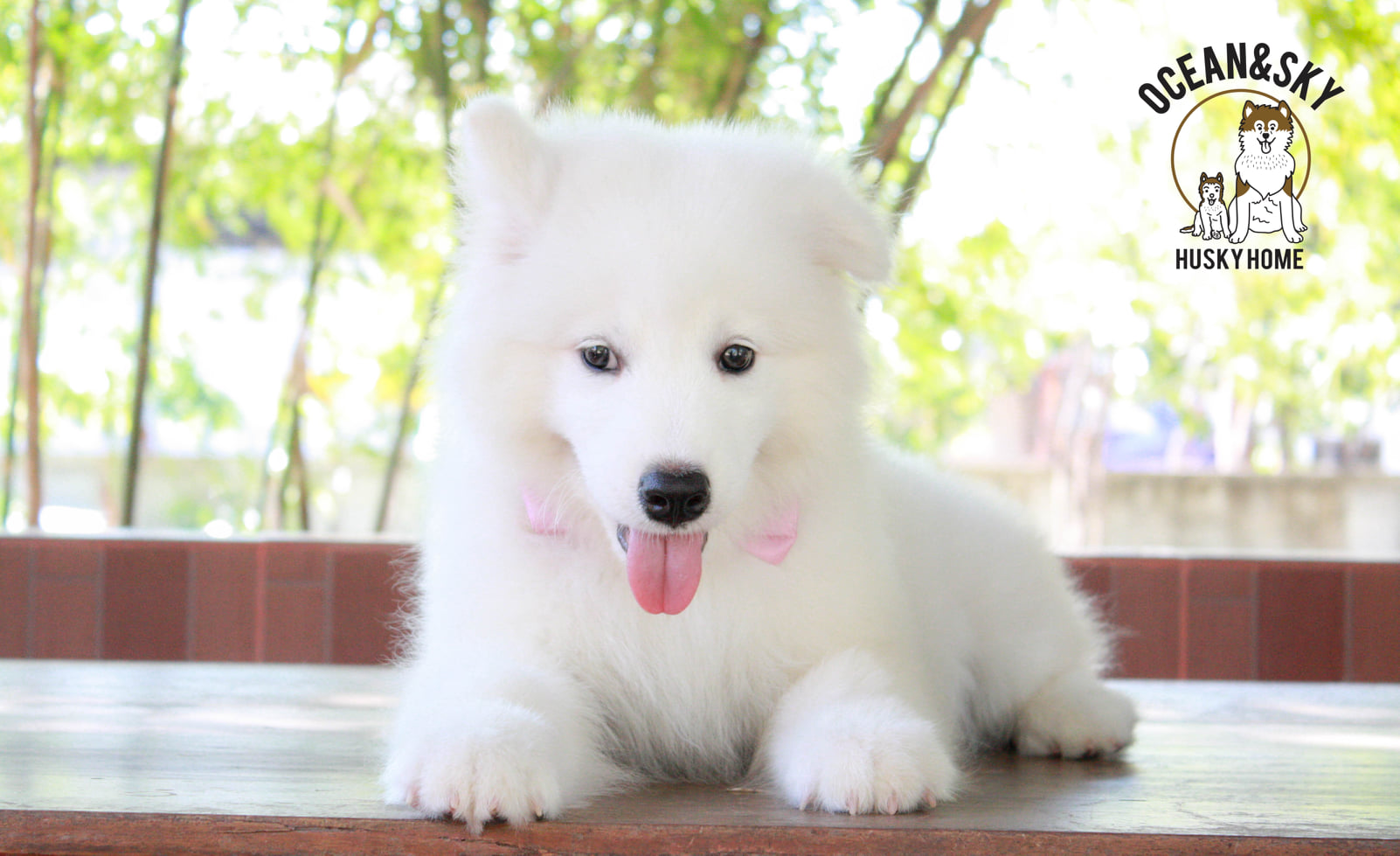 ซามอยด์ (Samoyed) ซามอยด์