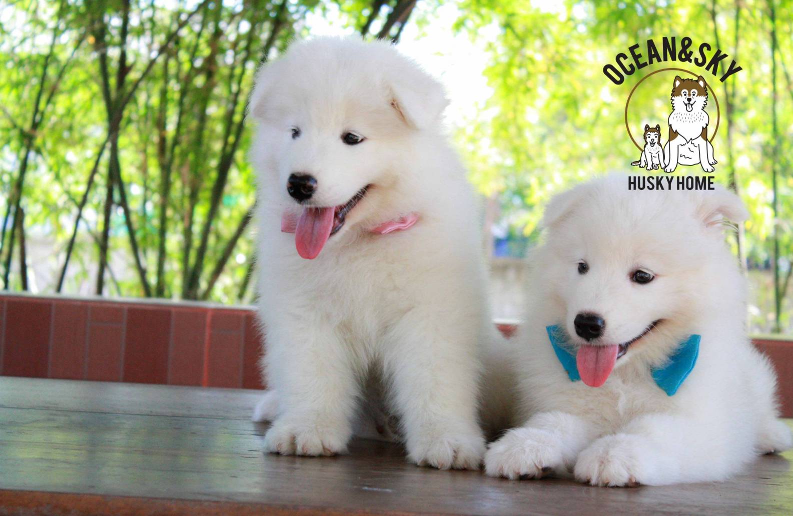 ซามอยด์ (Samoyed) ซามอยด์