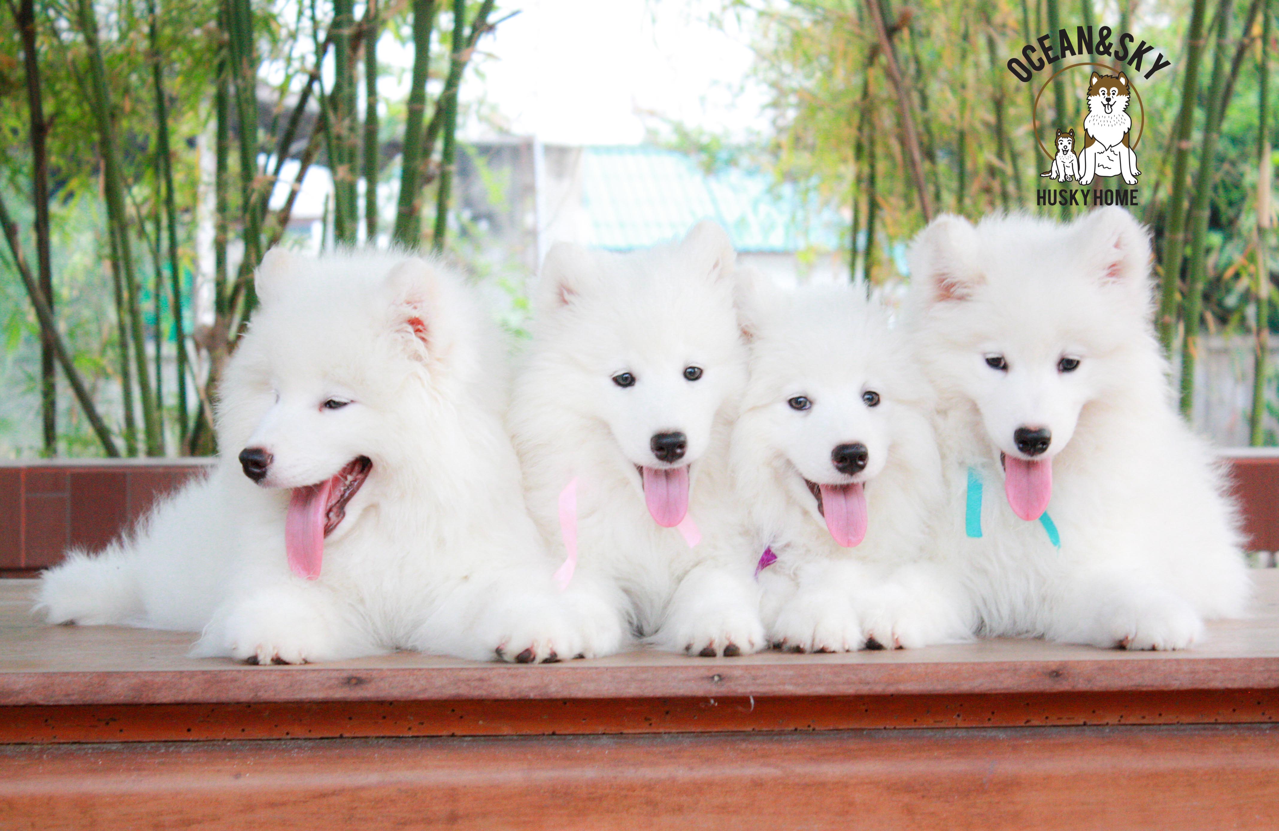 Samoyed , ซามอยด์ , ขายซามอยด์ , ขายSamoyed , ขายลูกสุนัขซามอยด์ ,ขายลูกสุนัขSamoyed