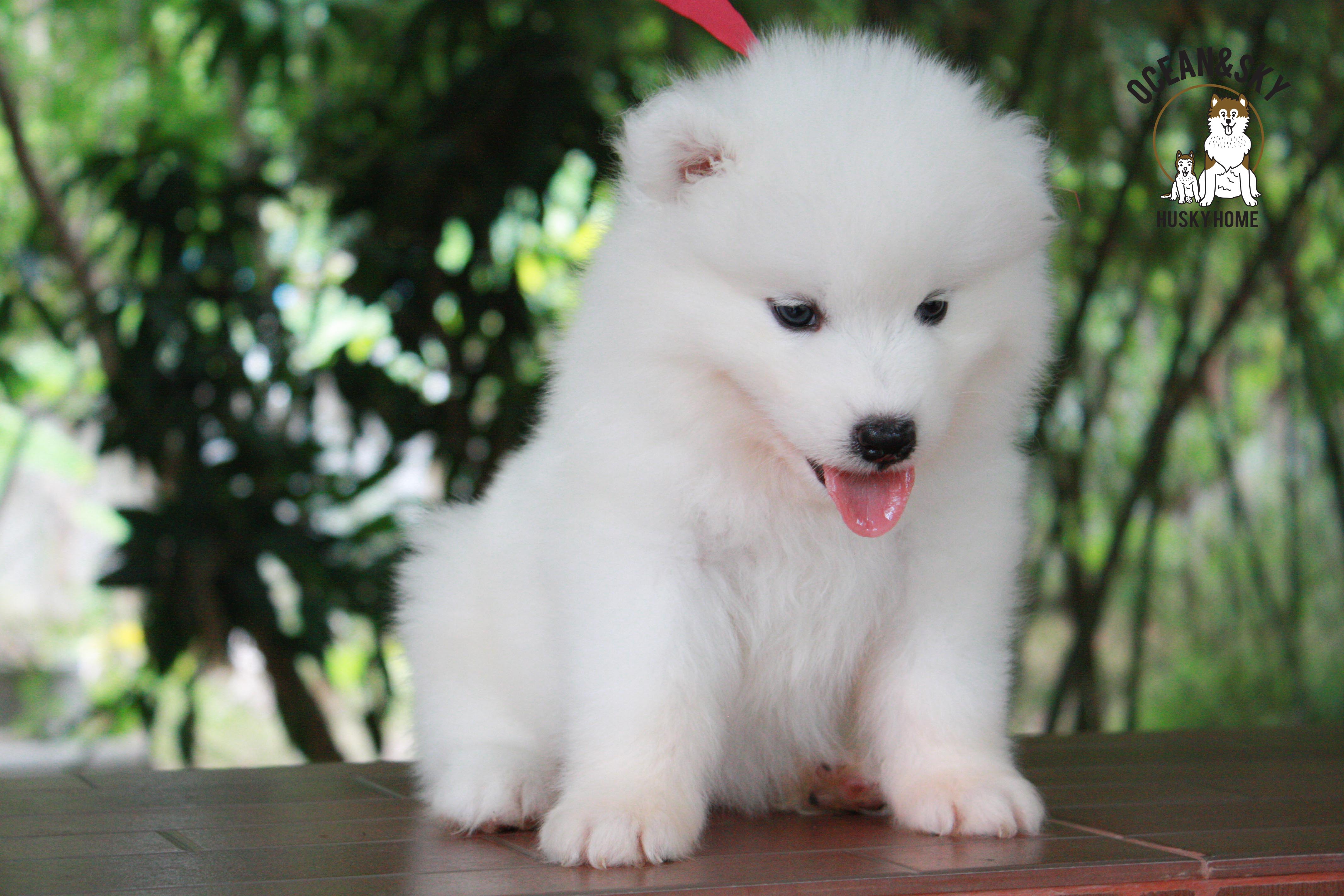 ซามอยด์ , samoyed , female