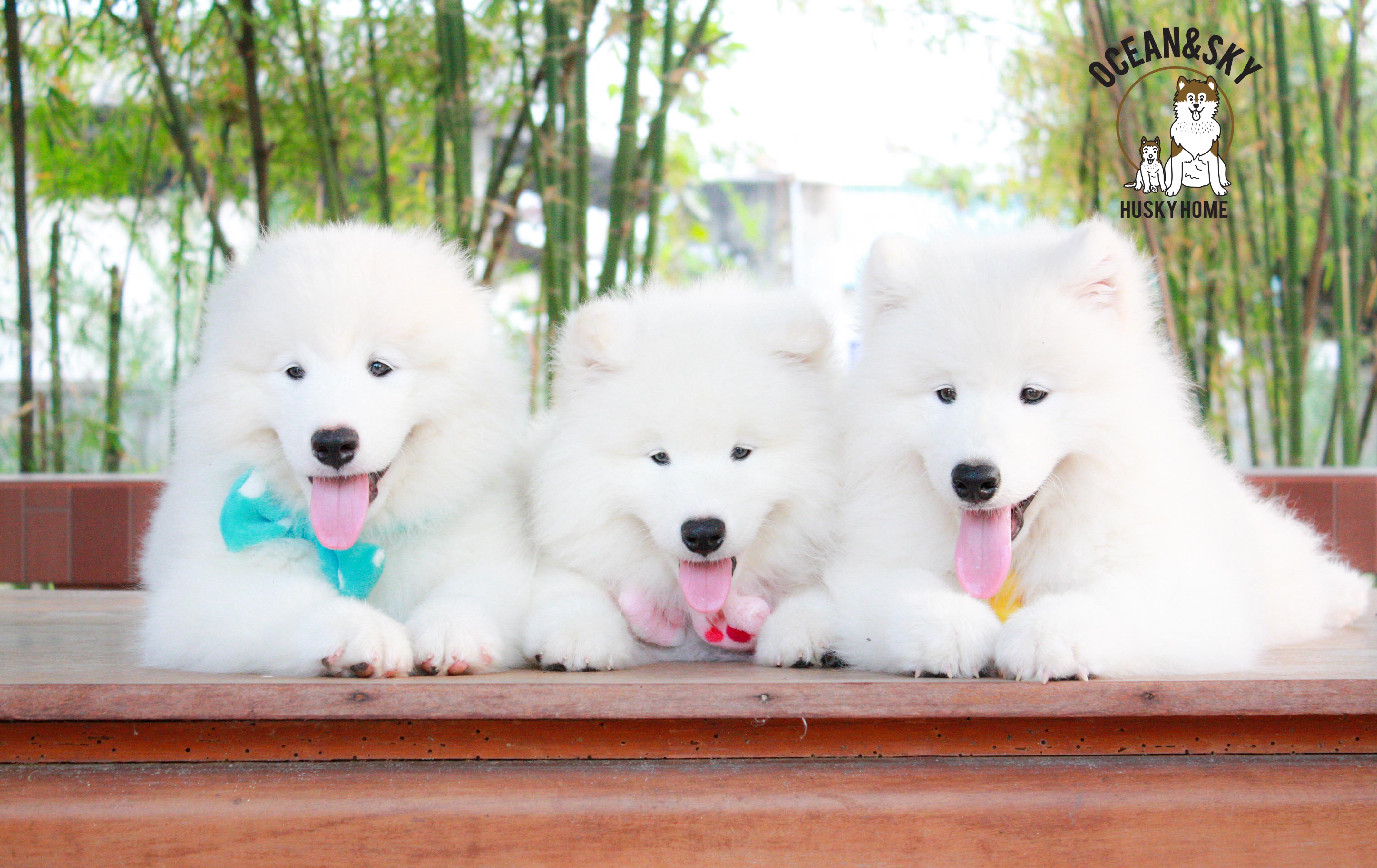 Samoyed , ซามอยด์ , ขายซามอยด์ , ขายSamoyed , ขายลูกสุนัขซามอยด์ ,ขายลูกสุนัขSamoyed