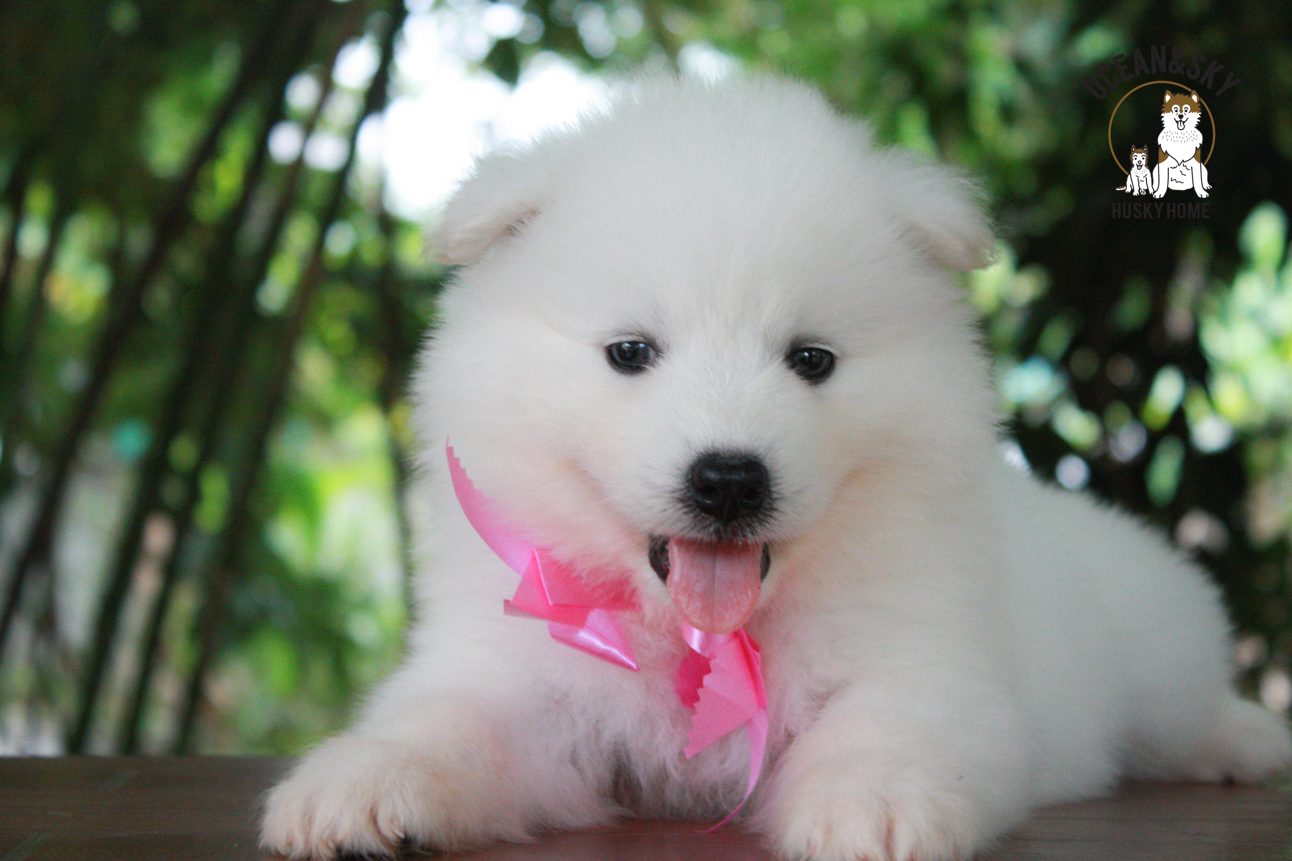 ซามอยด์ , samoyed , female