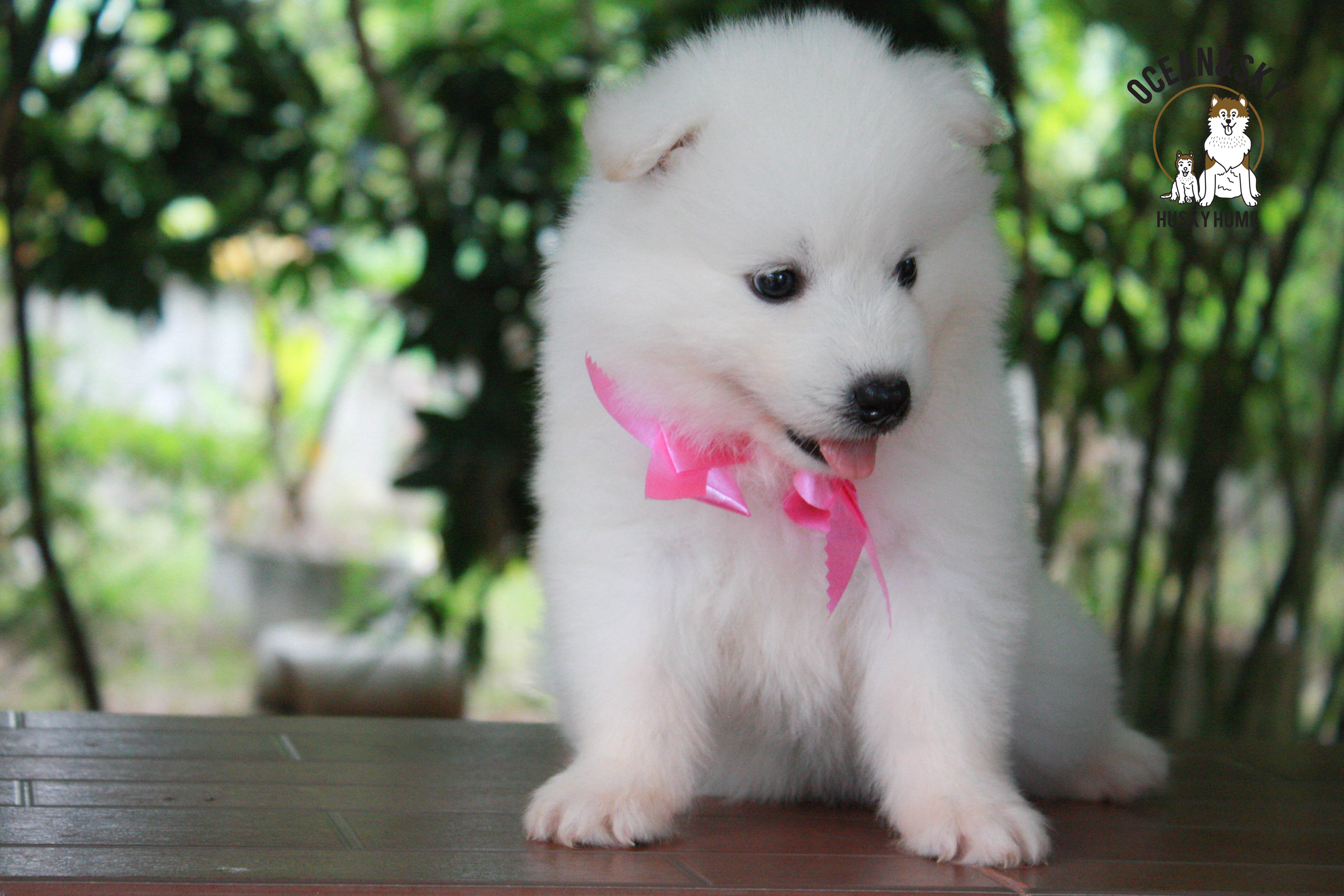 ซามอยด์ , samoyed , female