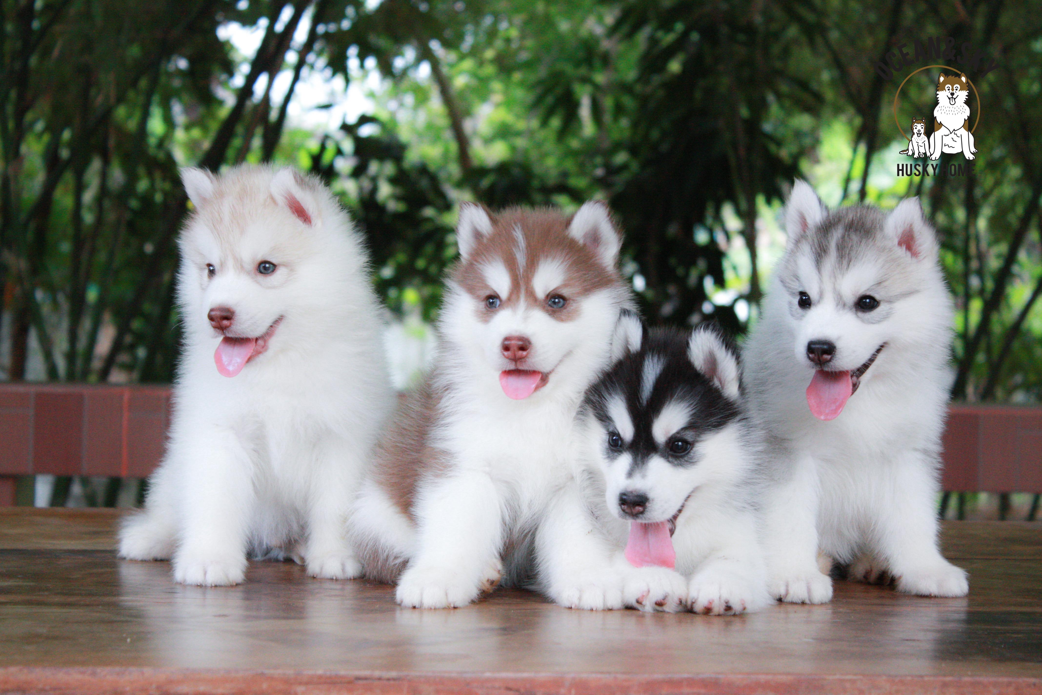 ไซบีเรียนขนฟู ราคาน่ารัก