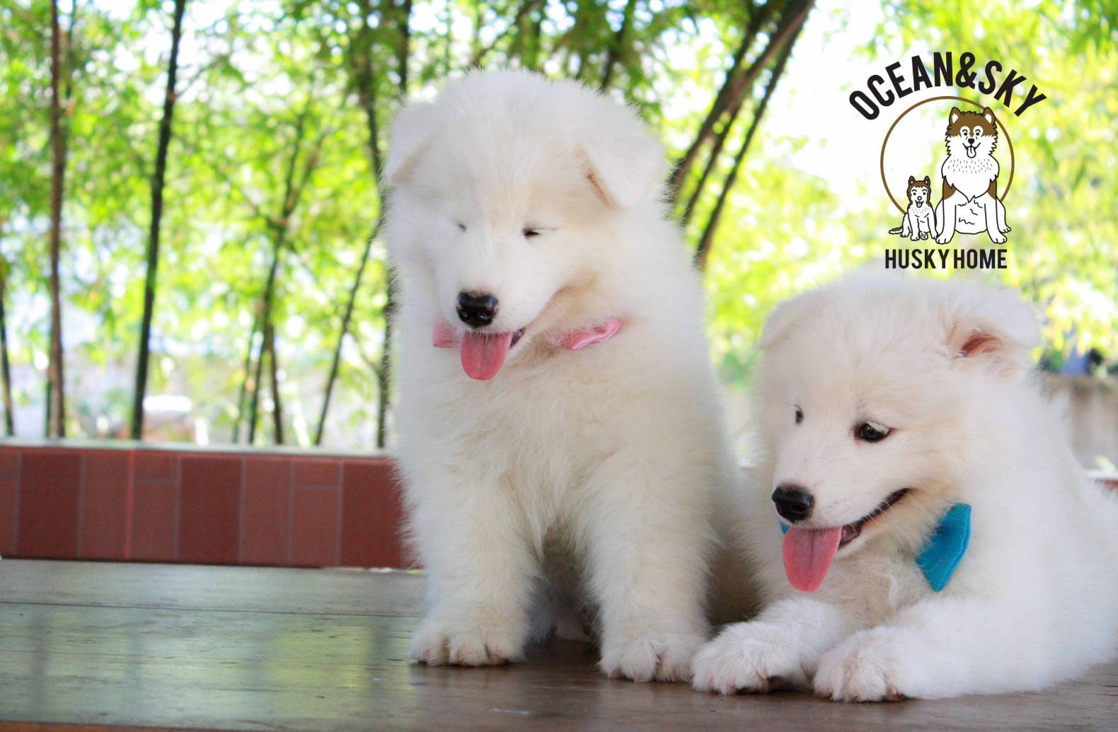 ซามอยด์ (Samoyed) ซามอยด์