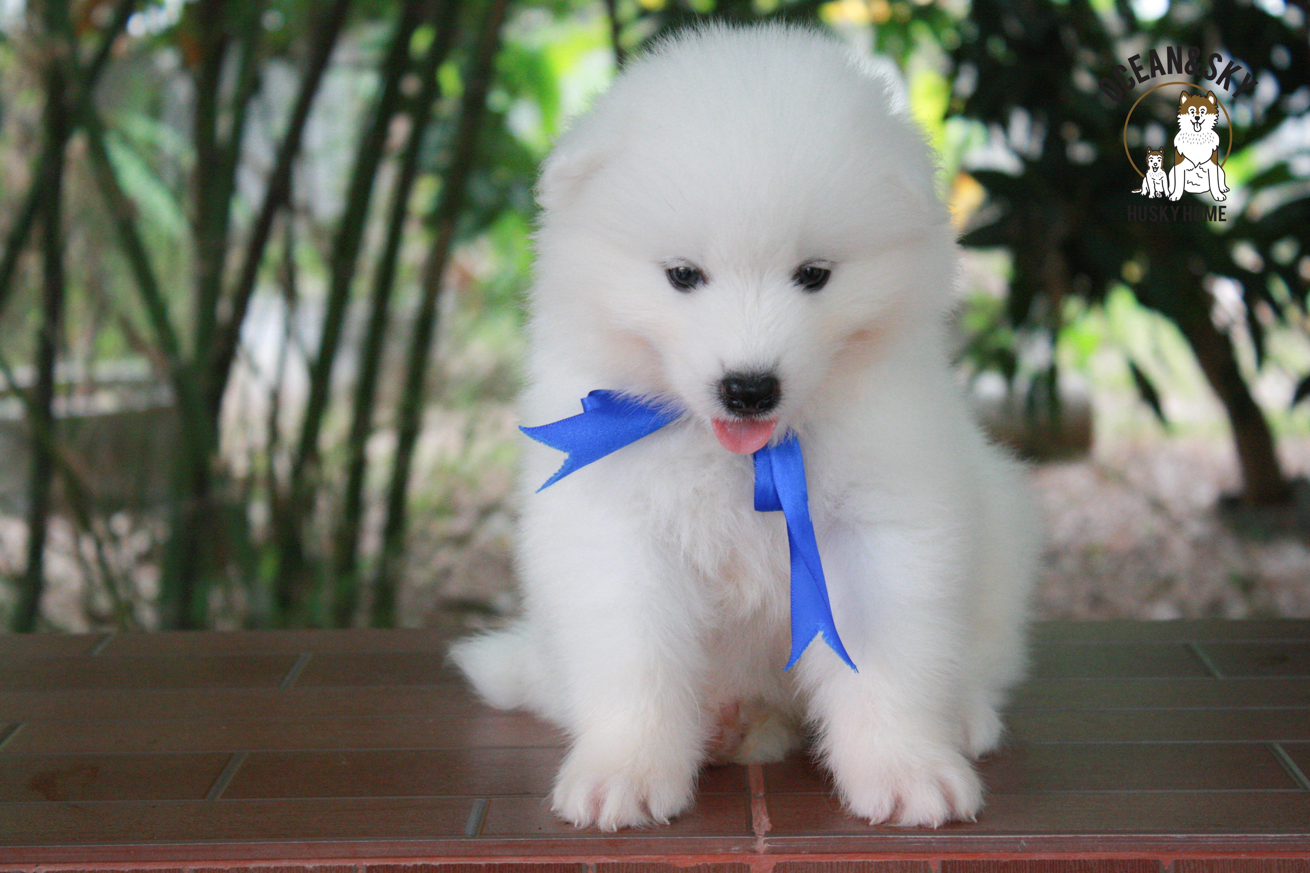 ซามอยด์ , samoyed , male