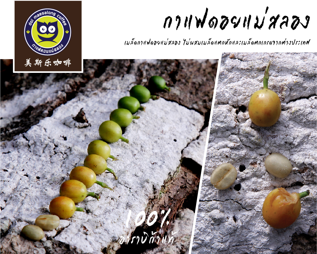 กาแฟสีเหลือง คั่วกลาง Yellow Arabica Coffee Medium Roast