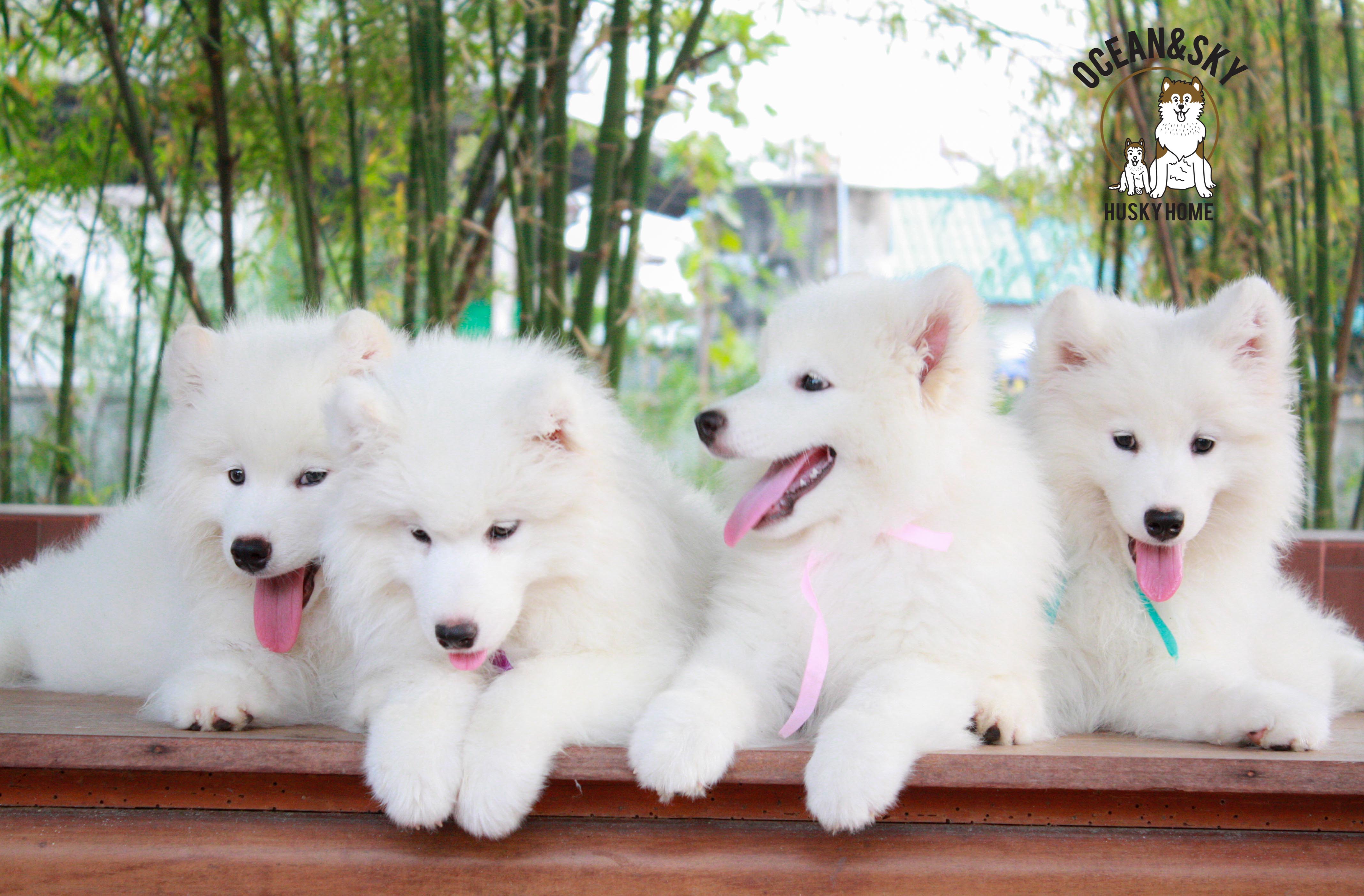Samoyed , ซามอยด์ , ขายซามอยด์ , ขายSamoyed , ขายลูกสุนัขซามอยด์ ,ขายลูกสุนัขSamoyed