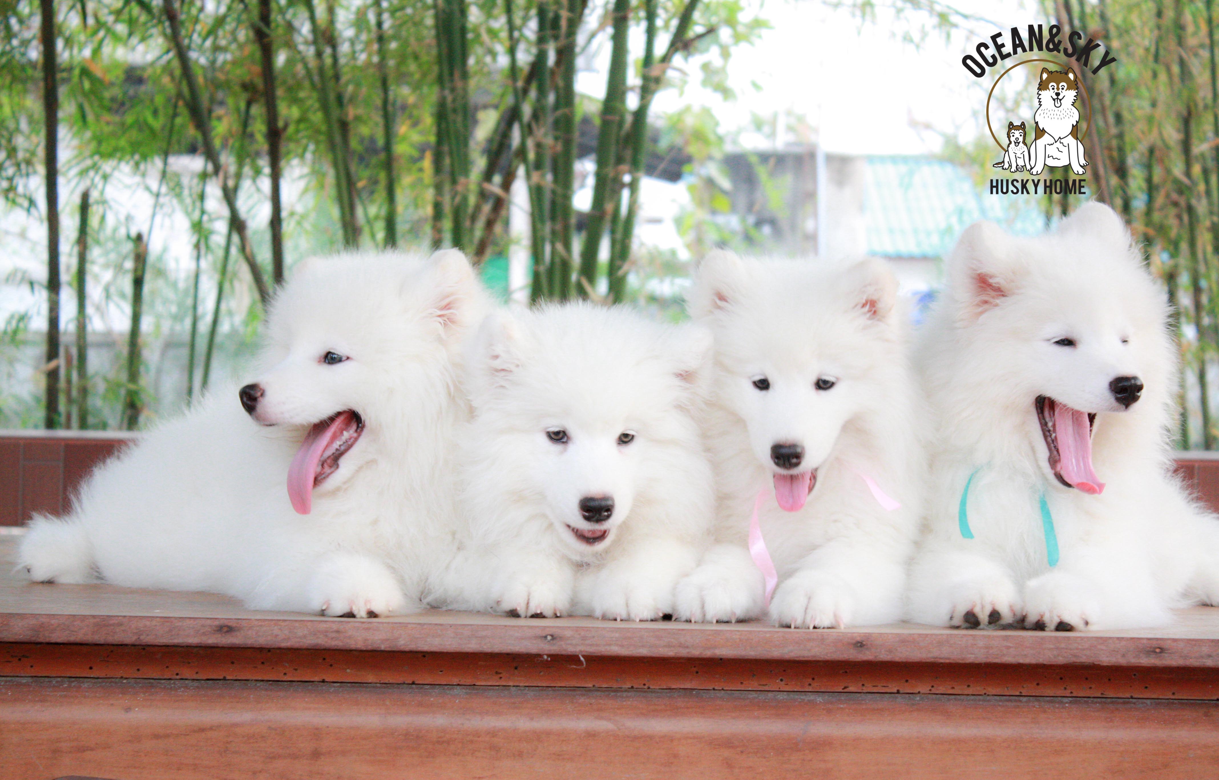 Samoyed , ซามอยด์ , ขายซามอยด์ , ขายSamoyed , ขายลูกสุนัขซามอยด์ ,ขายลูกสุนัขSamoyed