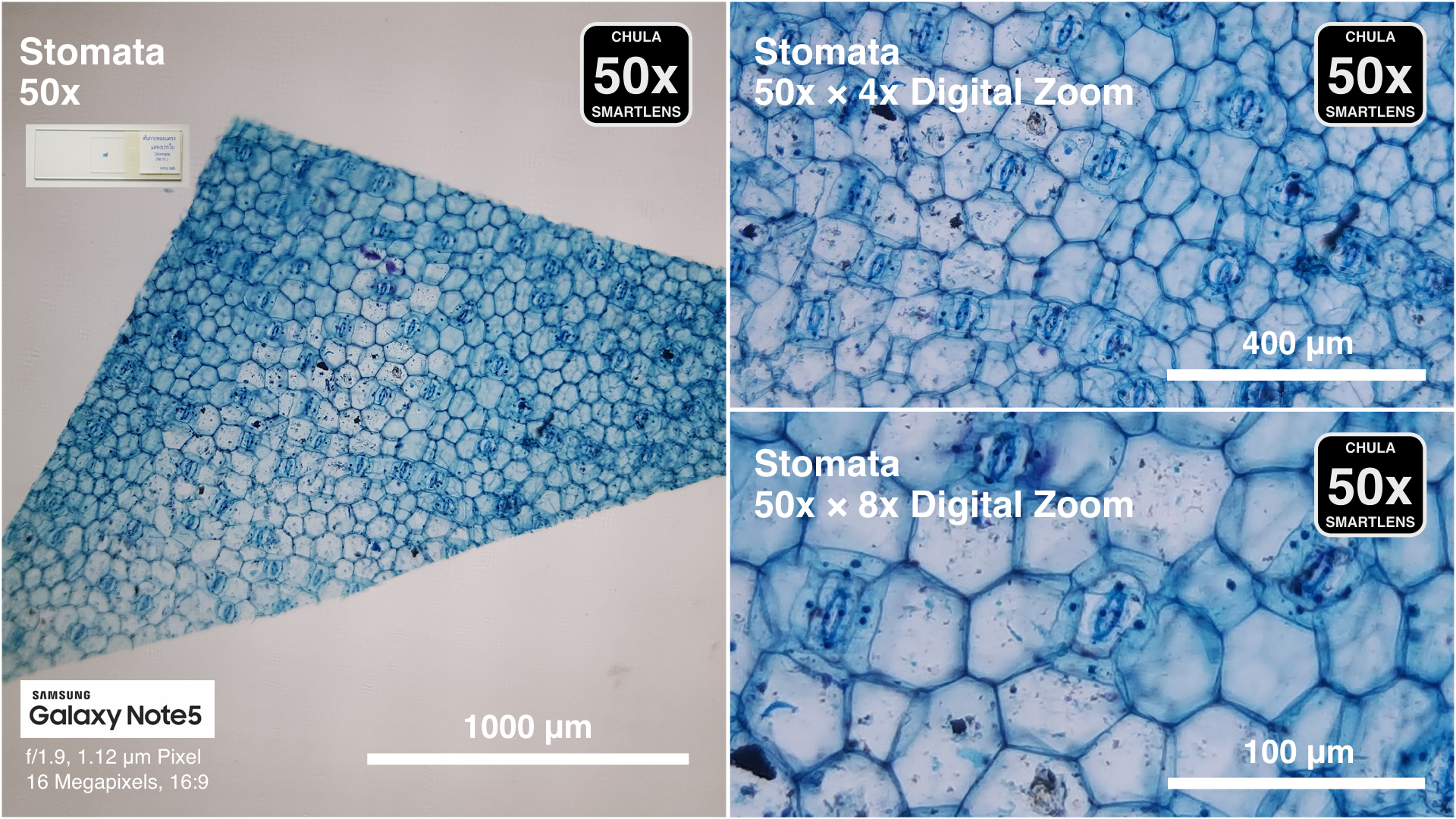 CUsmartlens 50X (เปลี่ยนมือถือให้เป็นกล้องจุลทรรศน์)