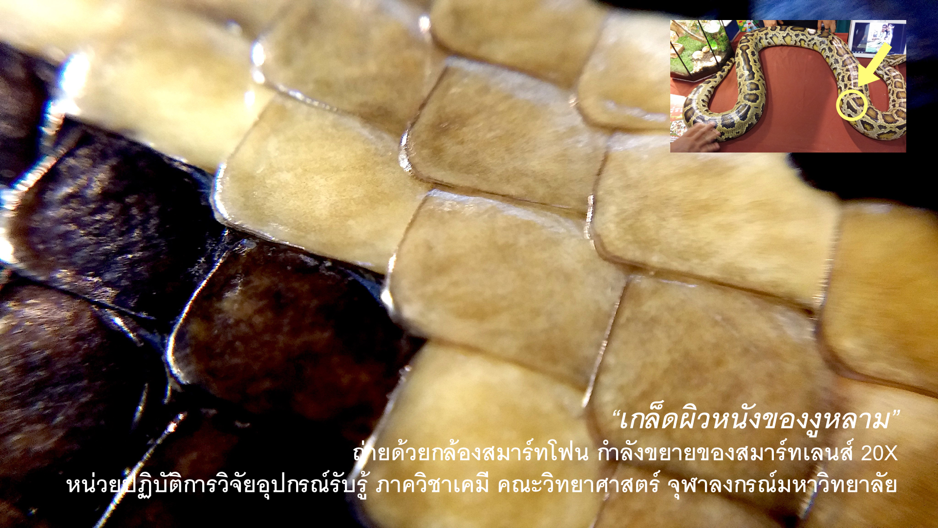 CUsmartlens Complete Set (เลนส์ขยาย เปลี่ยนมือถือเป็นกล้องจุลทรรศน์)