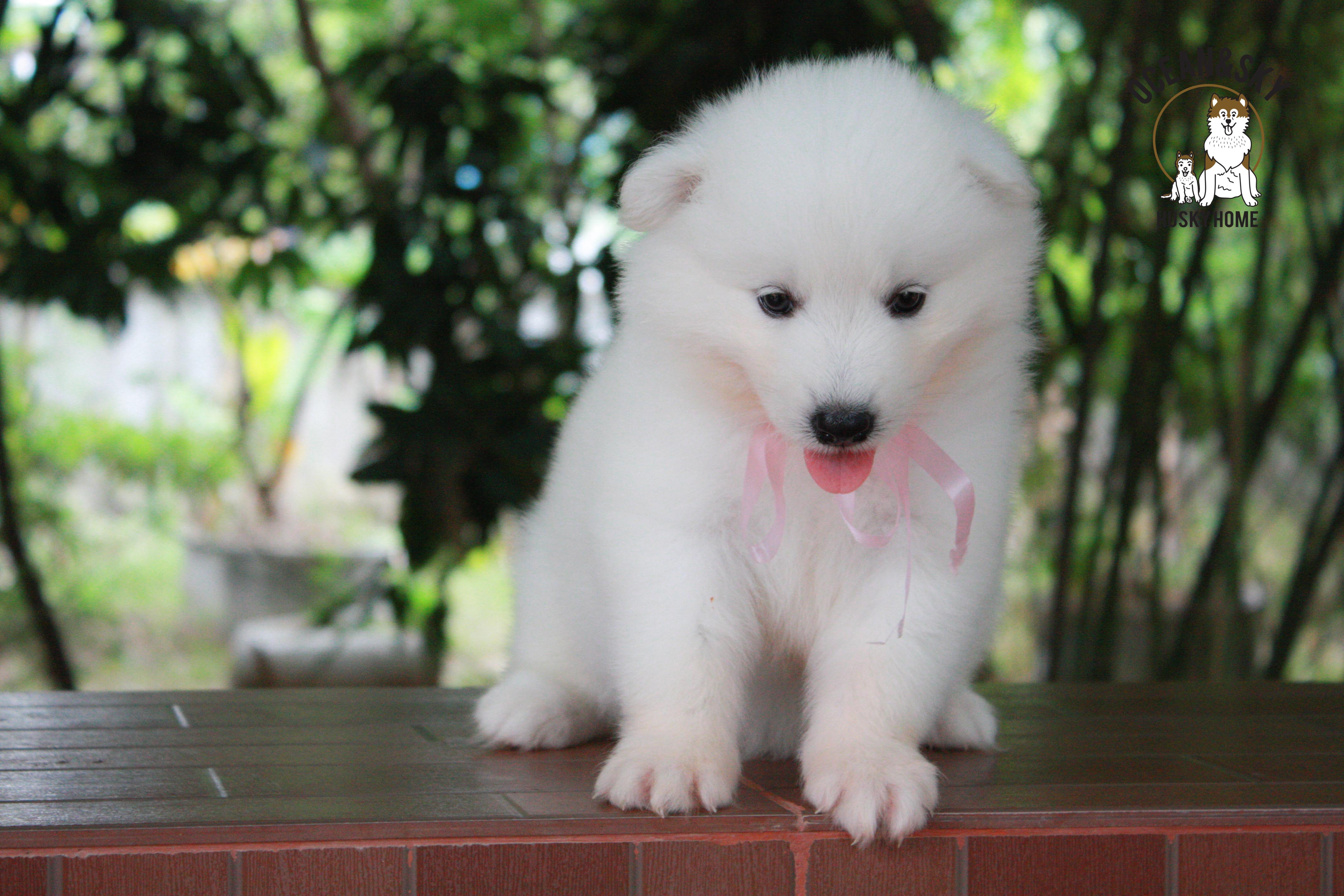ซามอยด์ , samoyed , female