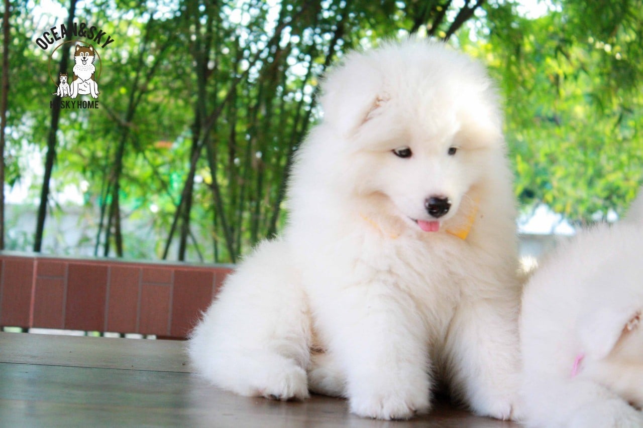 ซามอยด์ (Samoyed) ซามอยด์
