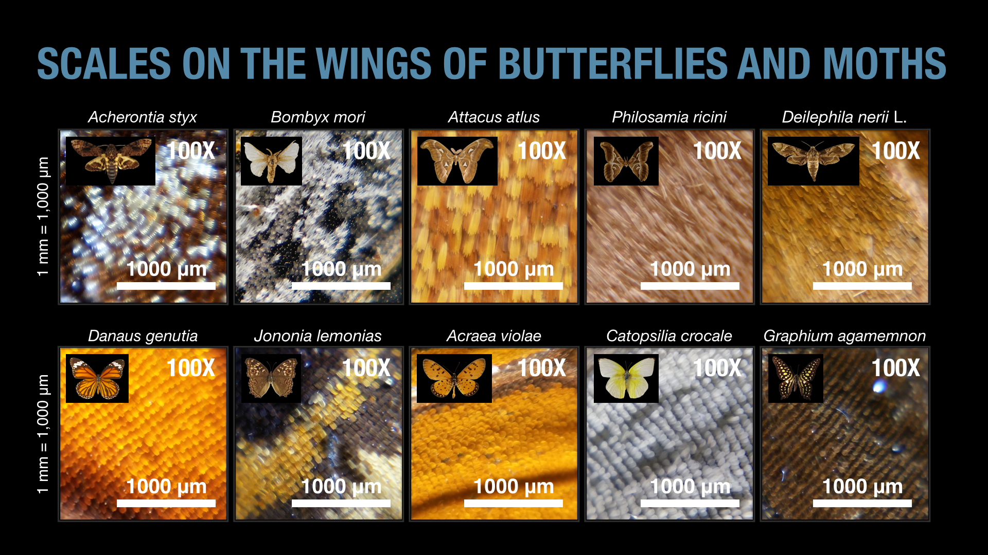 CUsmartlens Complete Set (เลนส์ขยาย เปลี่ยนมือถือเป็นกล้องจุลทรรศน์)