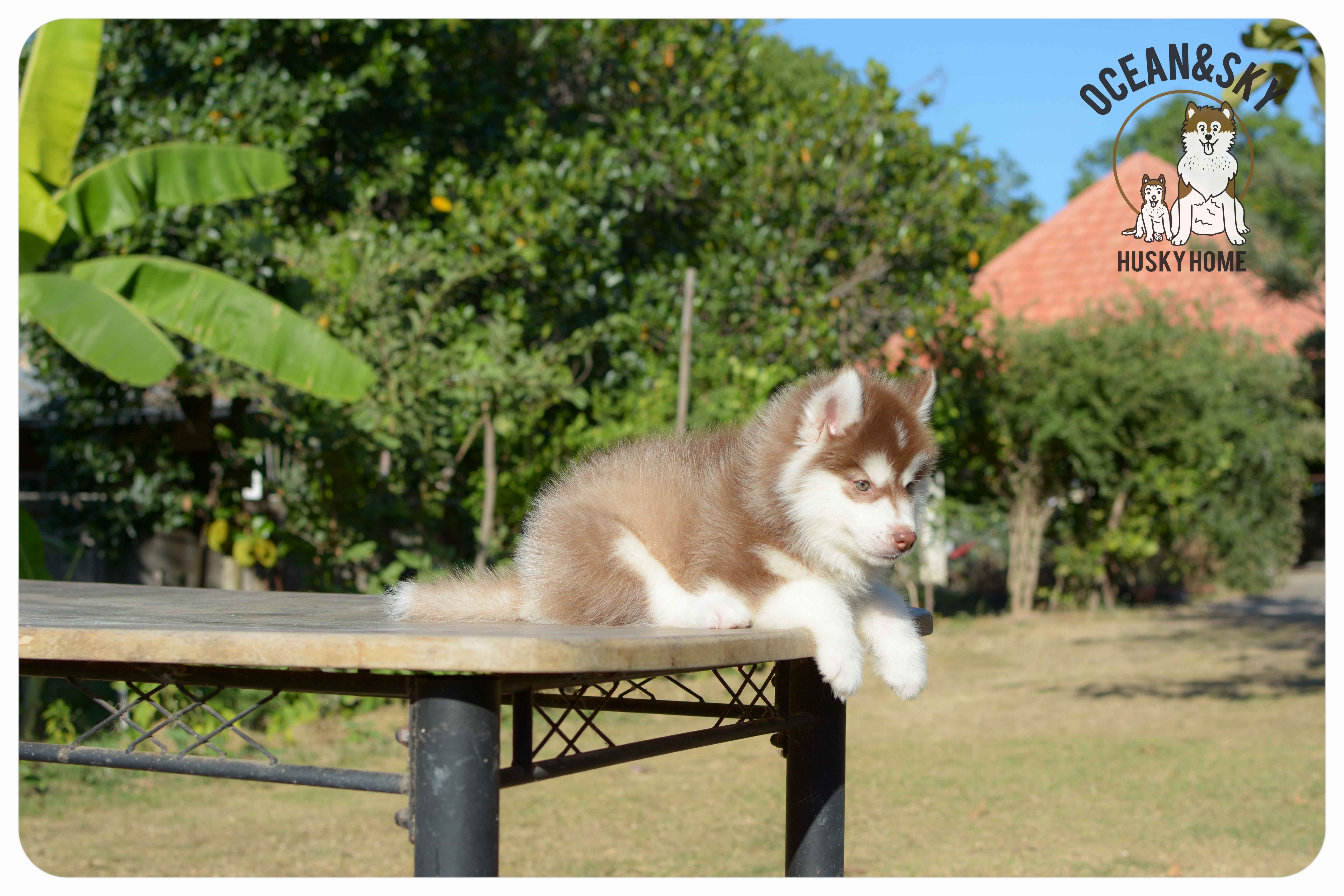 เปิดจองน้องๆไซบีเรียนขนฟู สีน่ารัก ผู้3ตัว เมีย3ตัว มันนี่ + แฮรี่