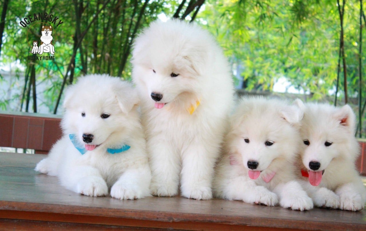 ซามอยด์ (Samoyed) ซามอยด์