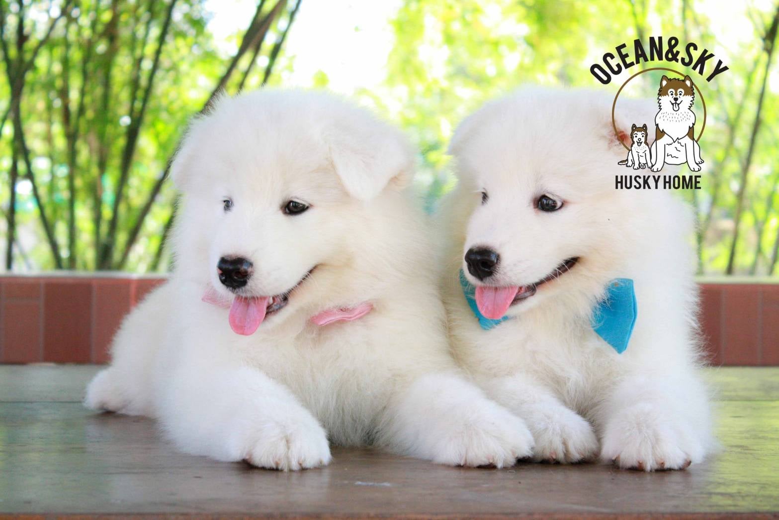 ซามอยด์ (Samoyed) ซามอยด์