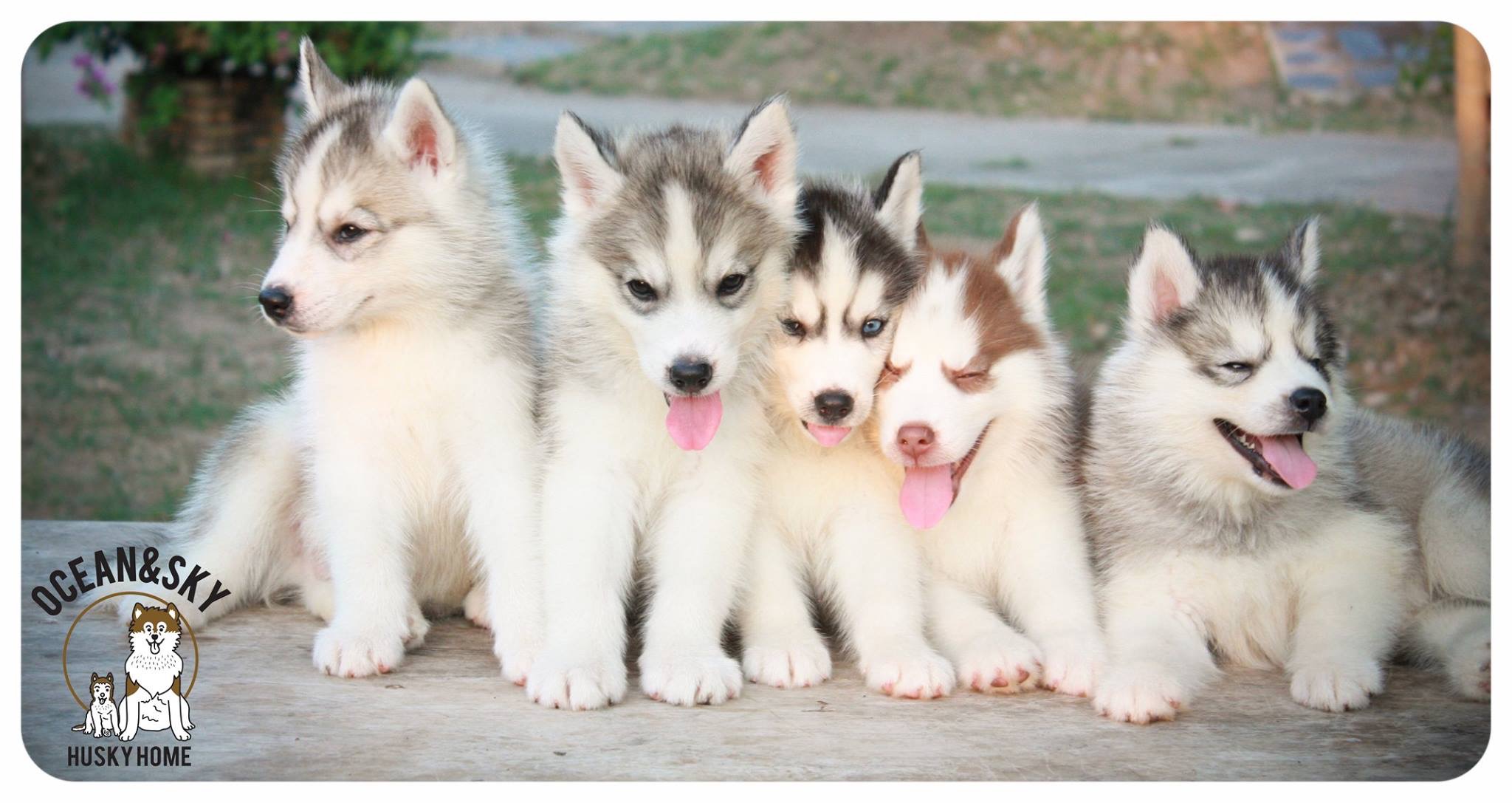 ลูกสุนัข ไซบีเรียน โอเชี่ยน + เนปจูน