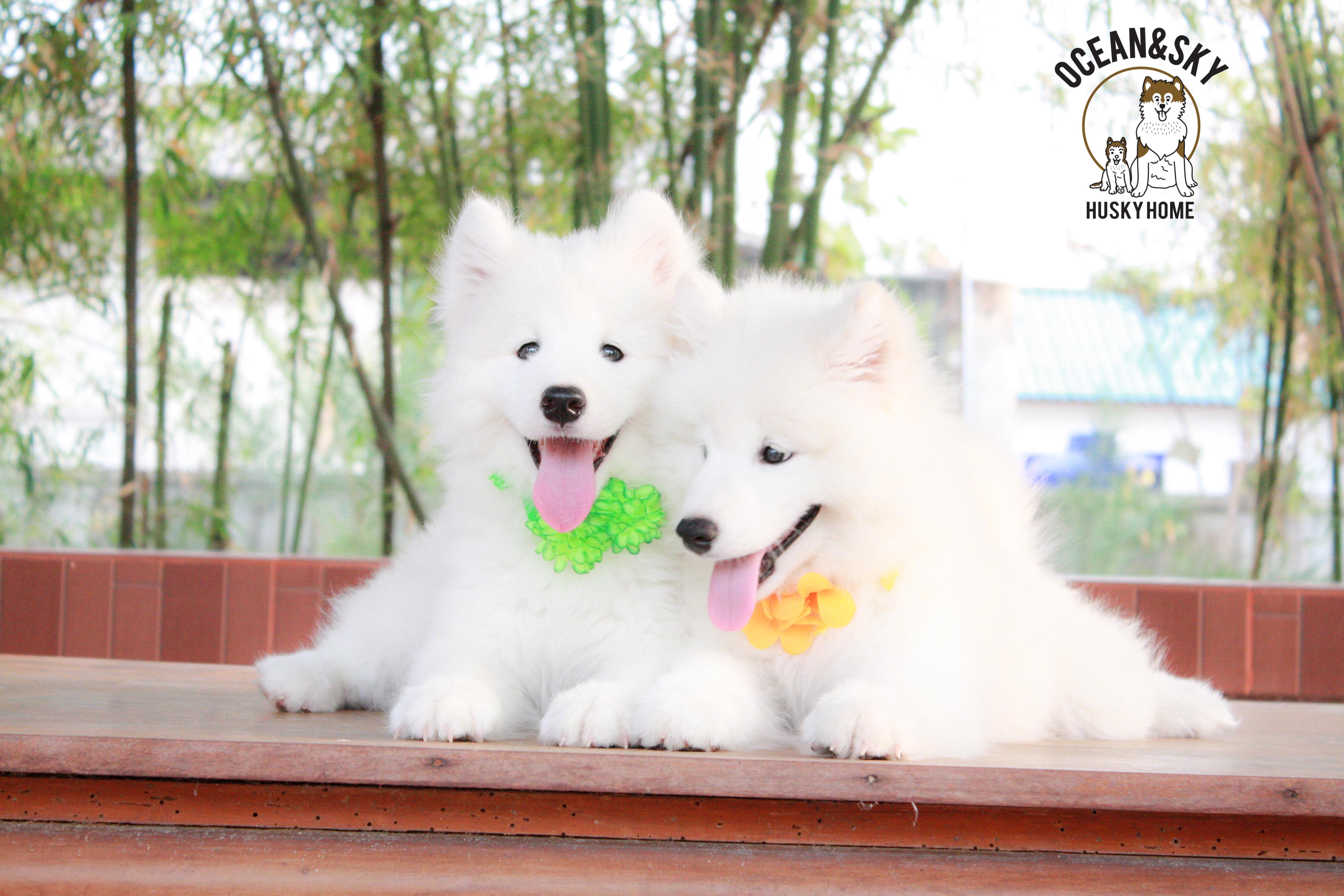 Samoyed , ซามอยด์ , ขายซามอยด์ , ขายSamoyed , ขายลูกสุนัขซามอยด์ ,ขายลูกสุนัขSamoyed