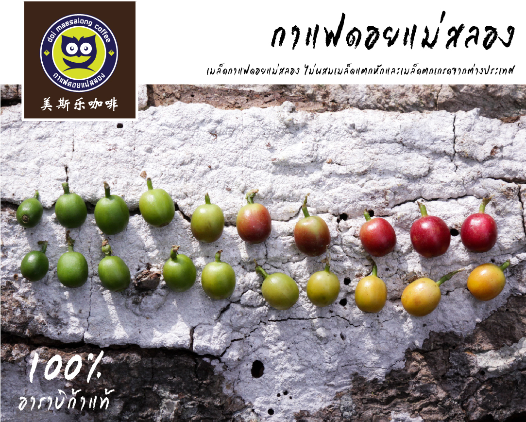 กาแฟสีเหลือง คั่วกลาง Yellow Arabica Coffee Medium Roast