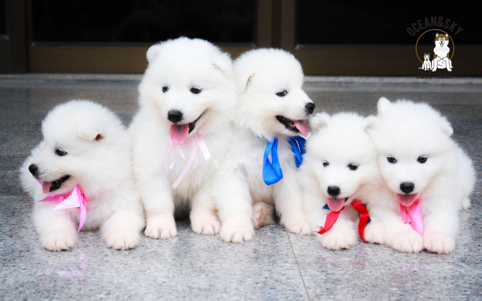 ซามอยด์ (Samoyed) ซามอยด์