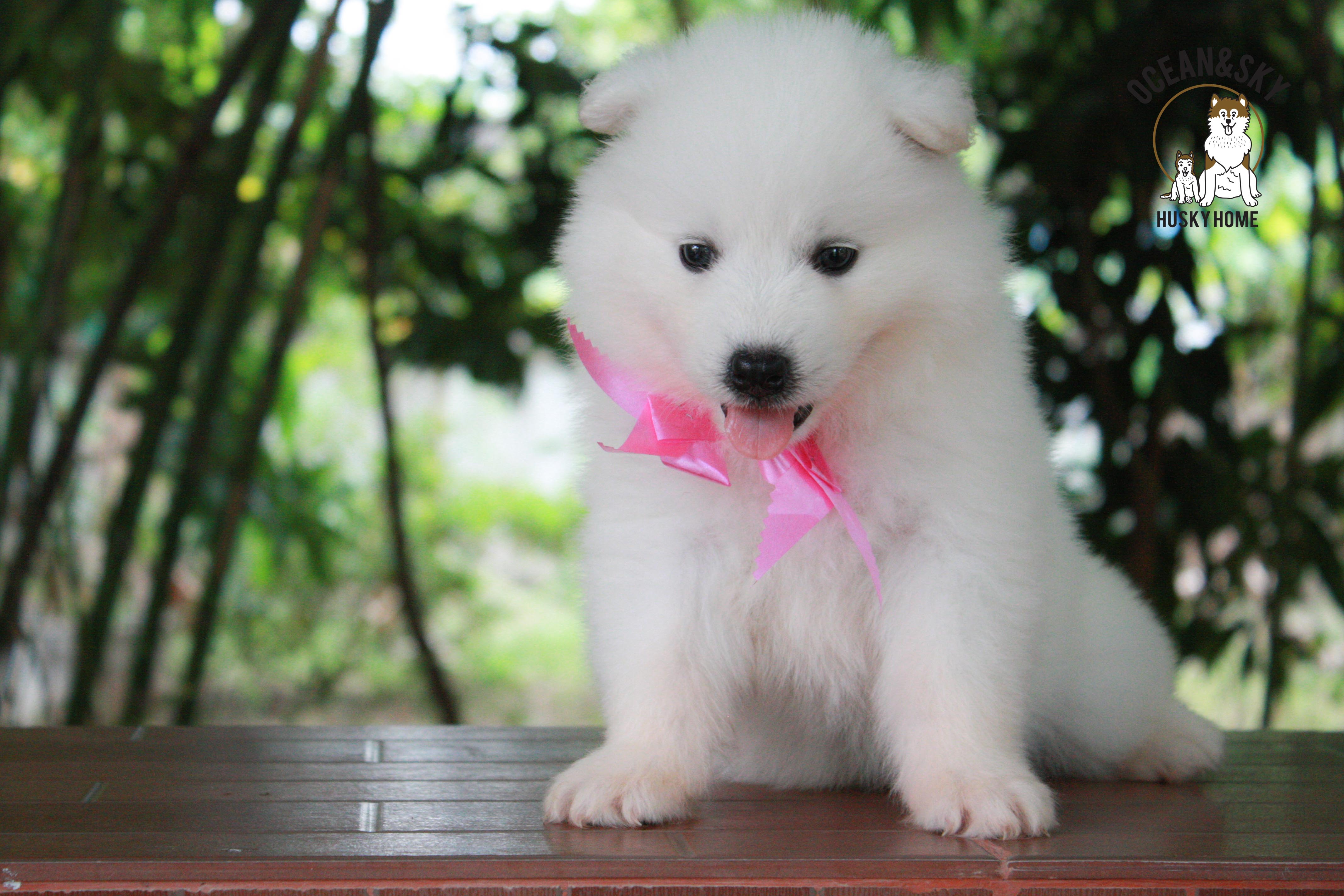 ซามอยด์ , samoyed , female