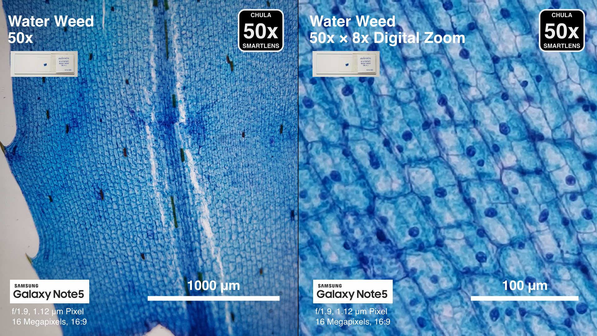 CUsmartlens 50X (เปลี่ยนมือถือให้เป็นกล้องจุลทรรศน์)