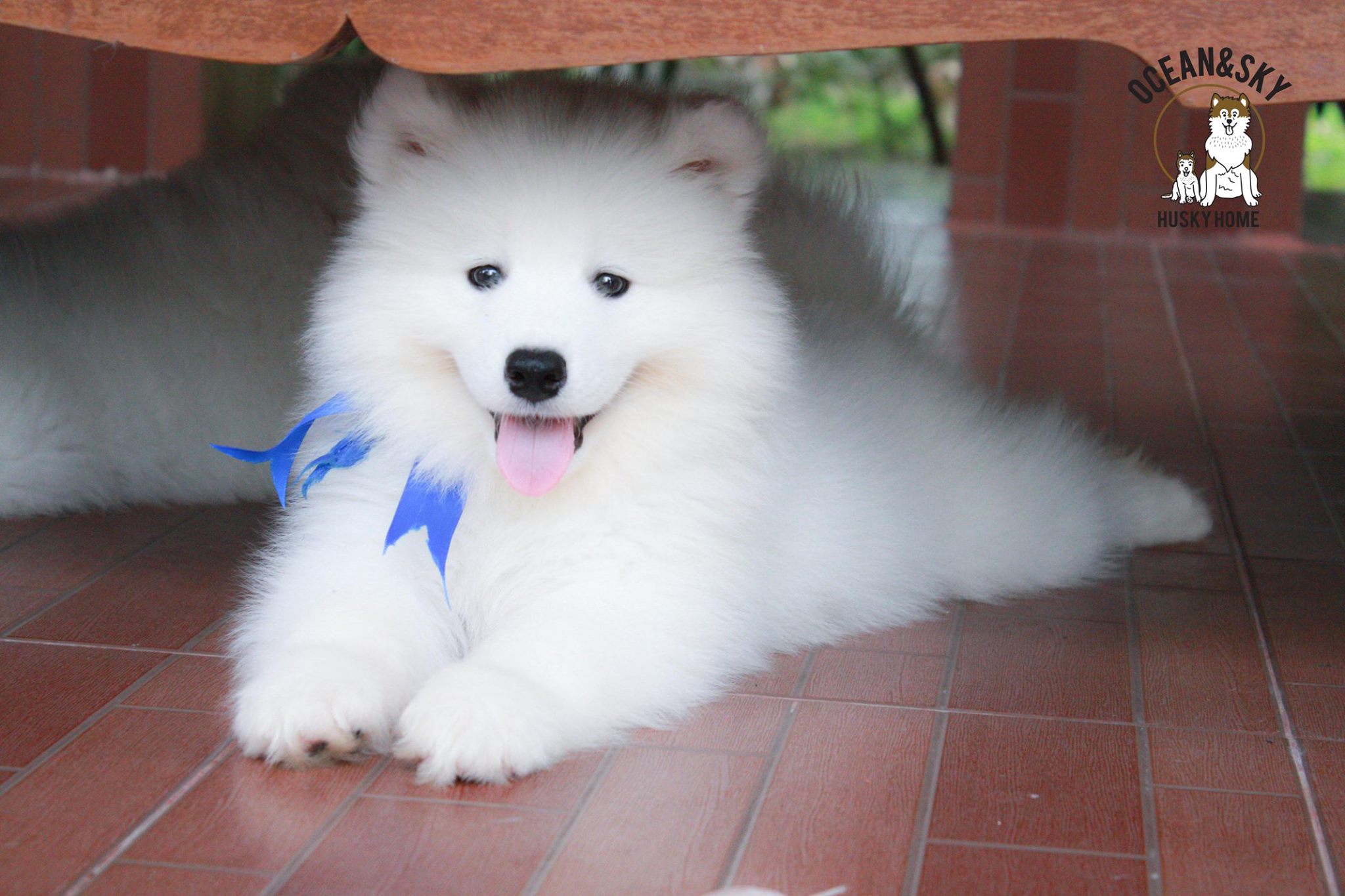 ซามอยด์ (Samoyed) ซามอยด์