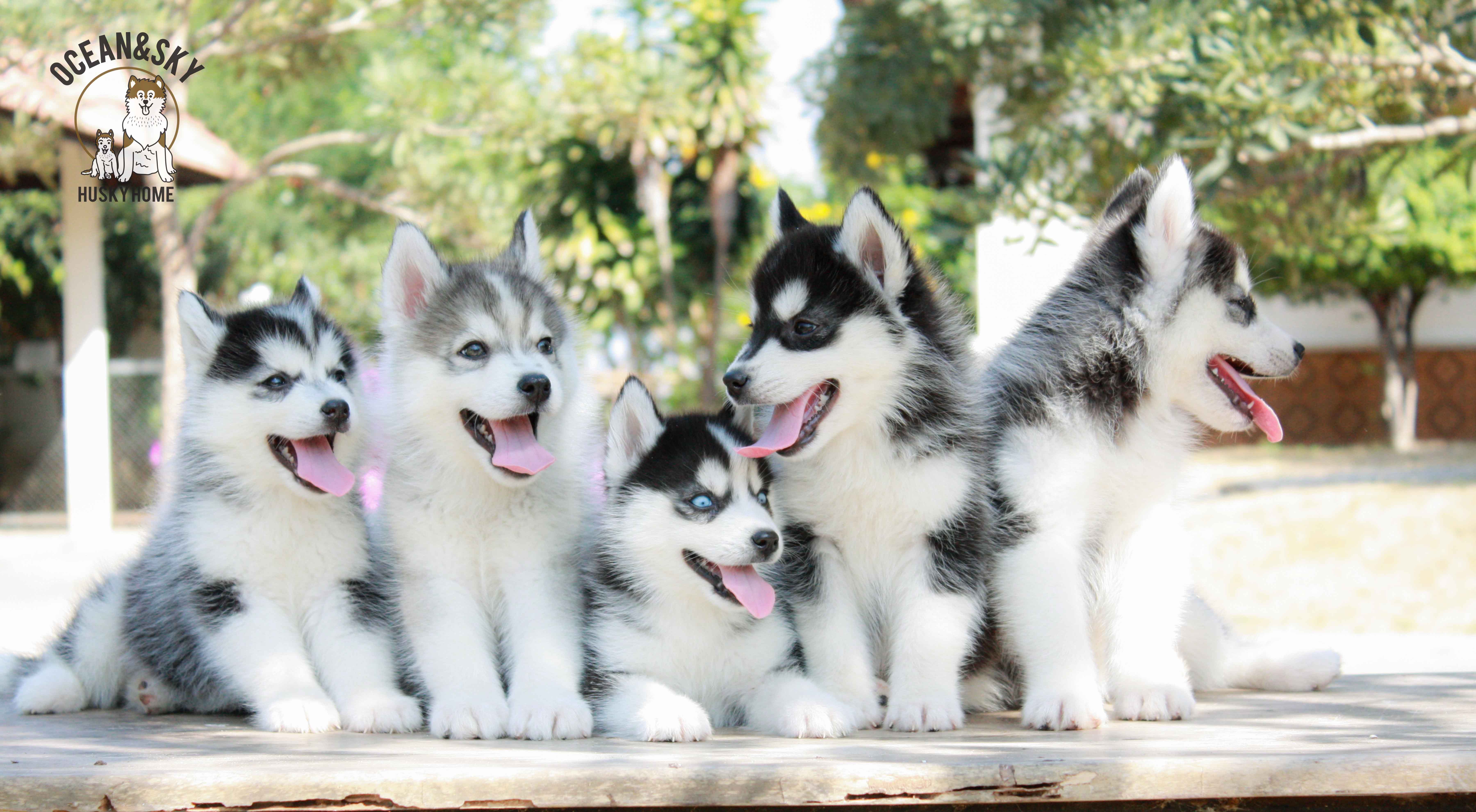 ขายสุนัขพันธุ์ ไซบีเรียน ฮัสกี้ ฟาร์มไซบีเรียน บลูโต้+เนปจูน