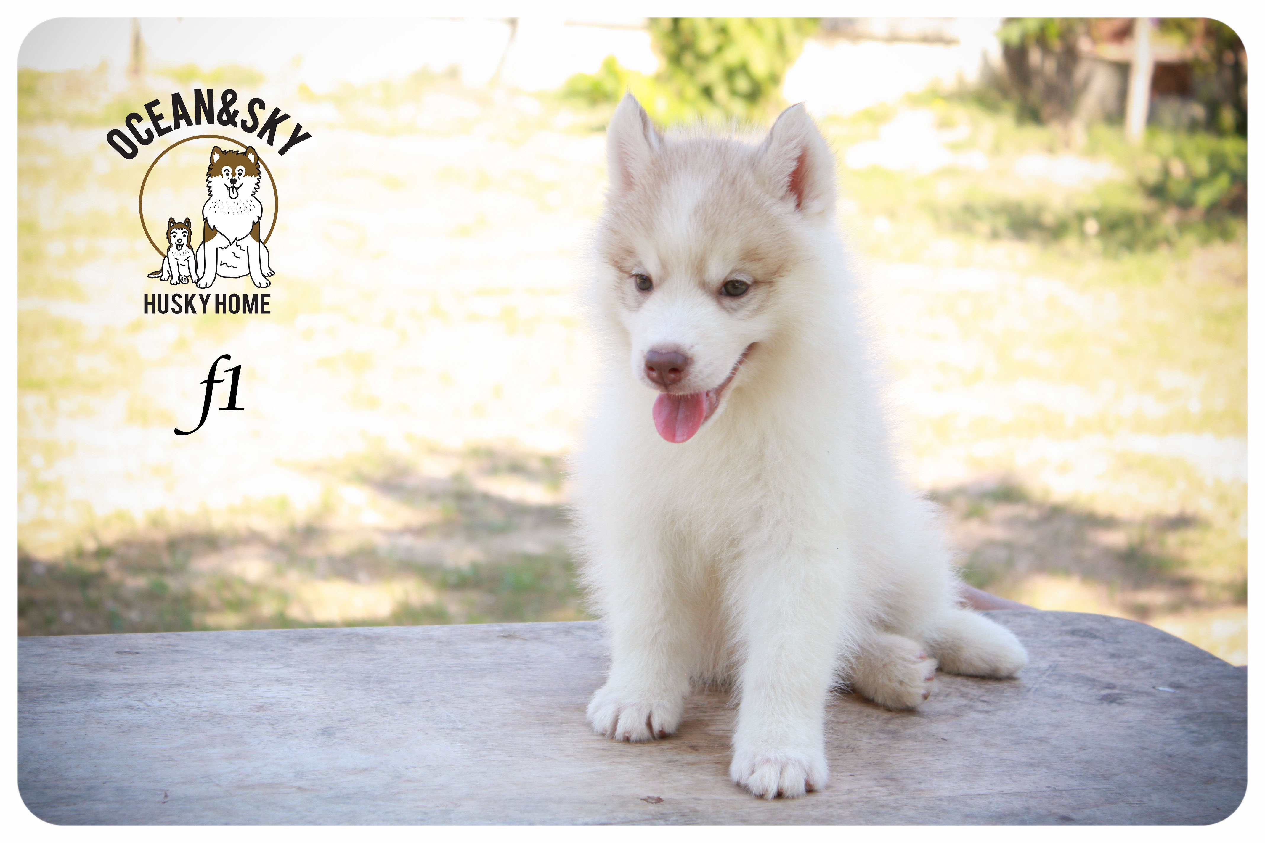 ลูกสุนัขไซบีเรียน โอเชี่ยน+สกาย