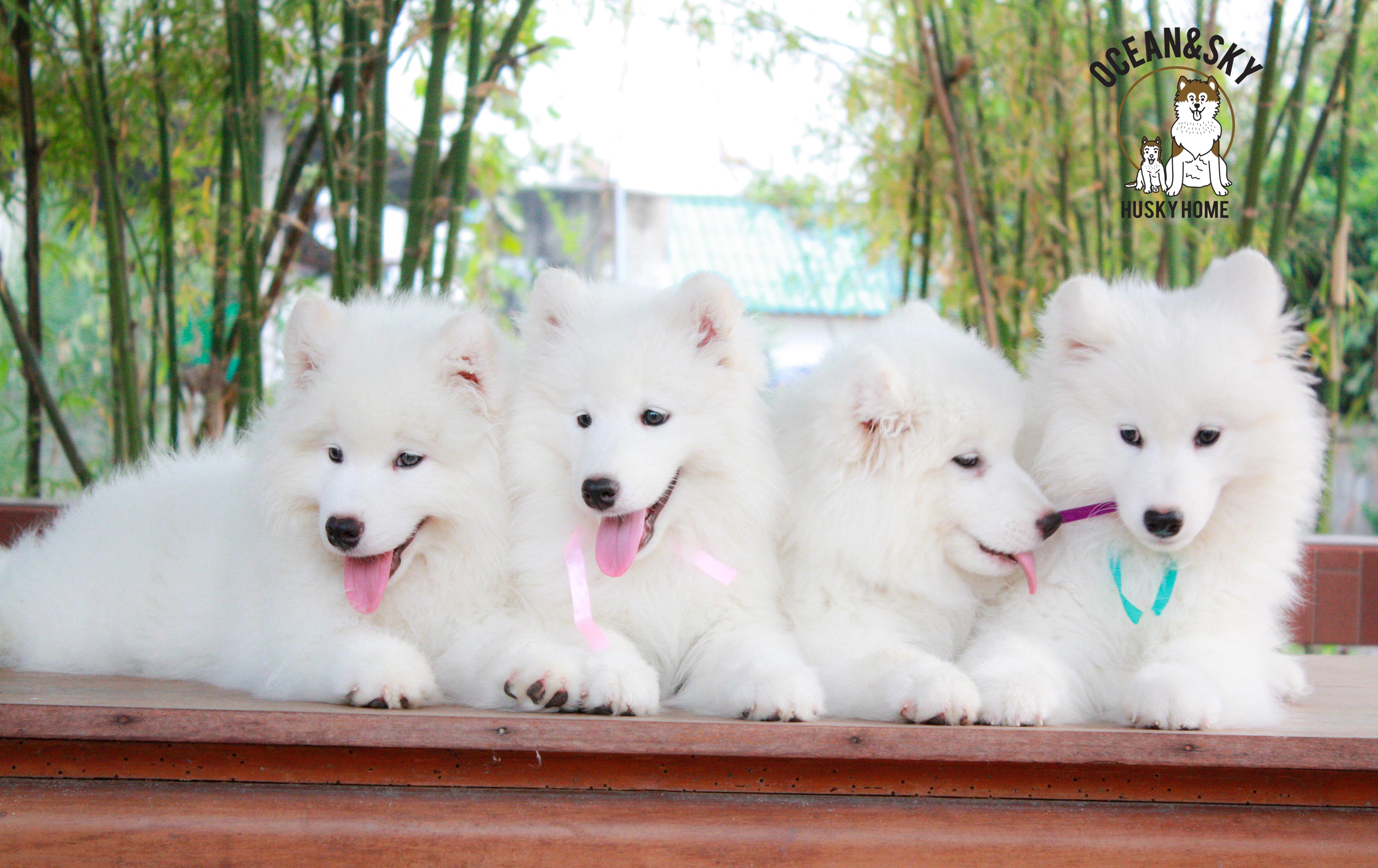 Samoyed , ซามอยด์ , ขายซามอยด์ , ขายSamoyed , ขายลูกสุนัขซามอยด์ ,ขายลูกสุนัขSamoyed