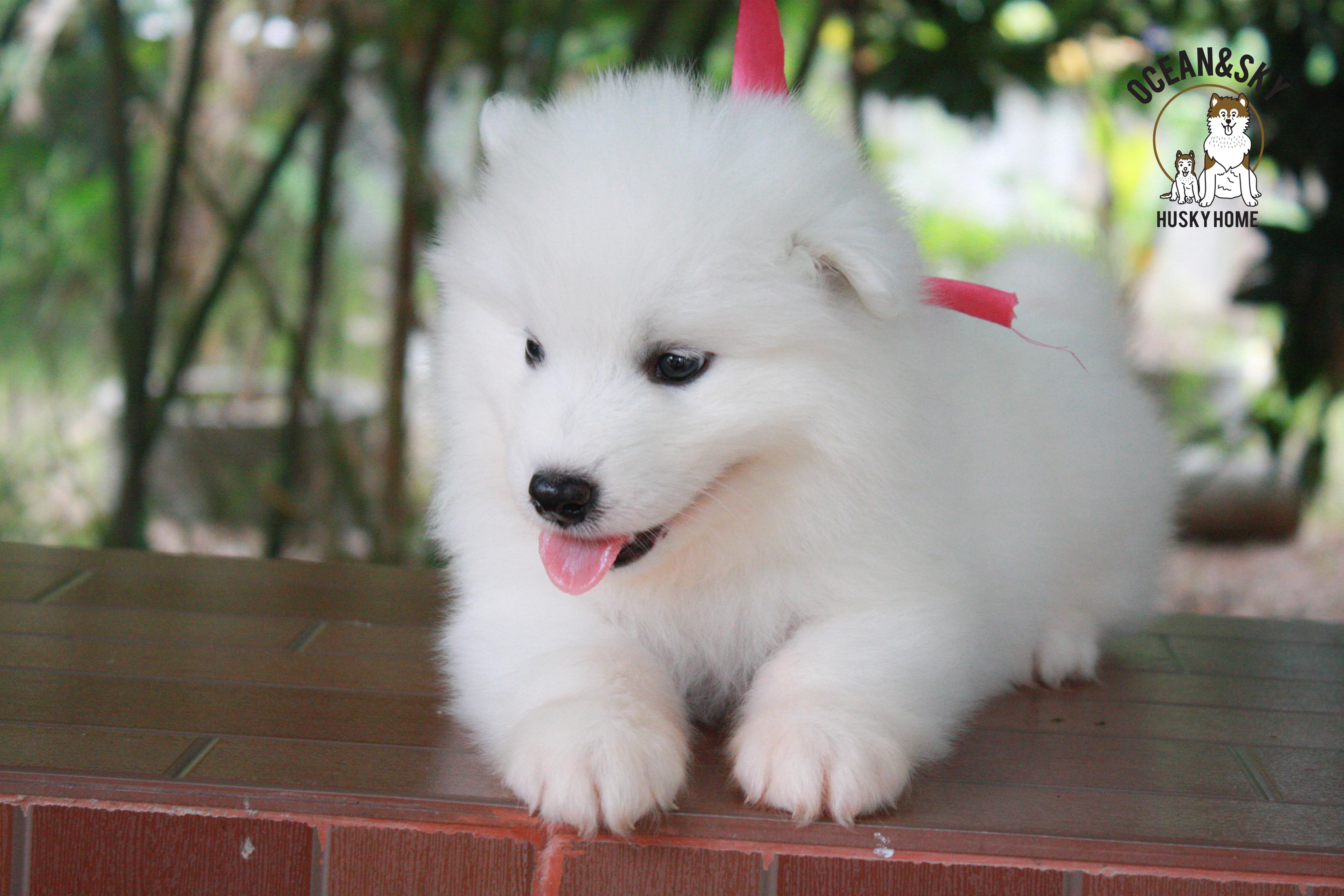 ซามอยด์ , samoyed , female