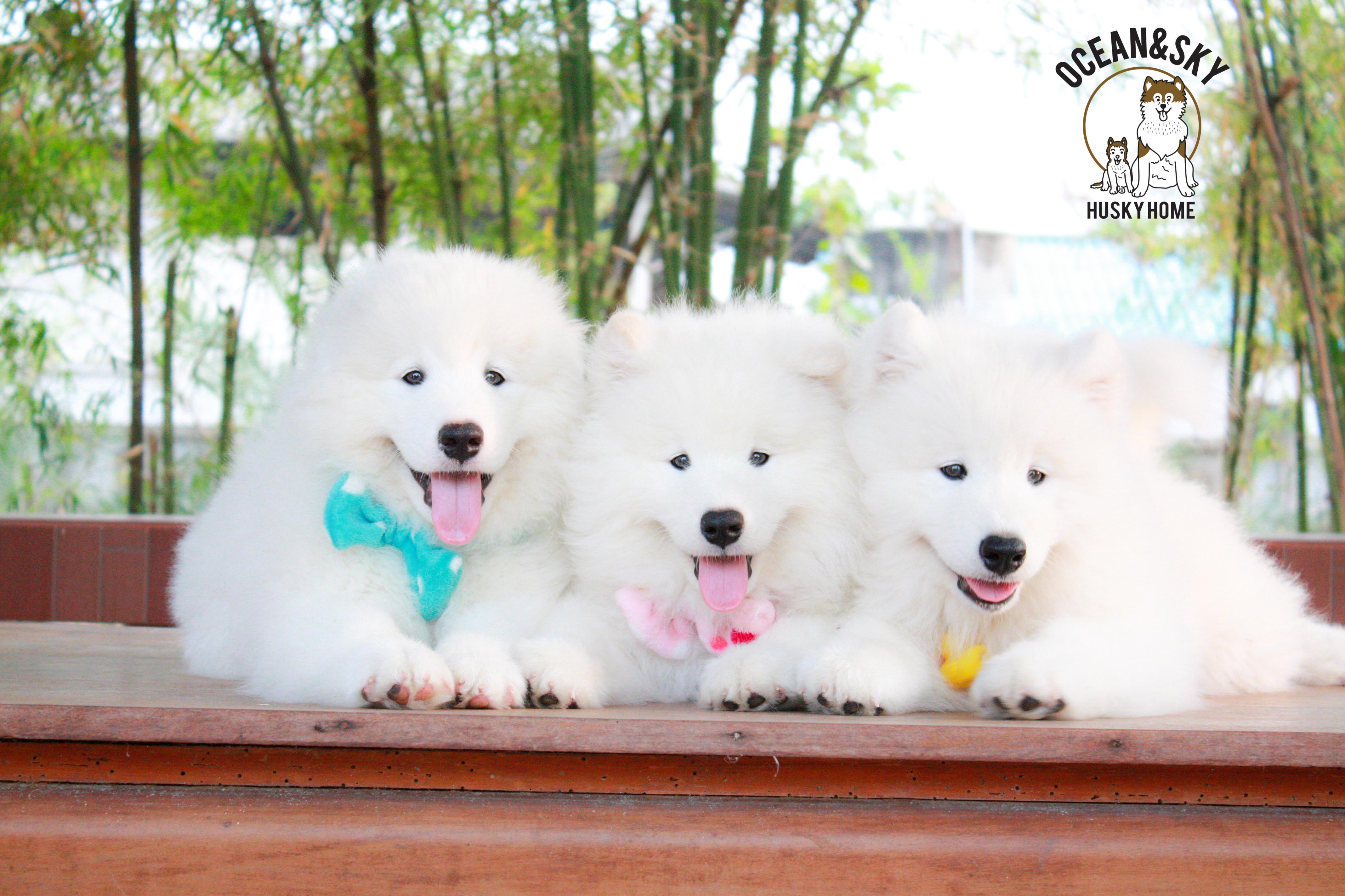 Samoyed , ซามอยด์ , ขายซามอยด์ , ขายSamoyed , ขายลูกสุนัขซามอยด์ ,ขายลูกสุนัขSamoyed