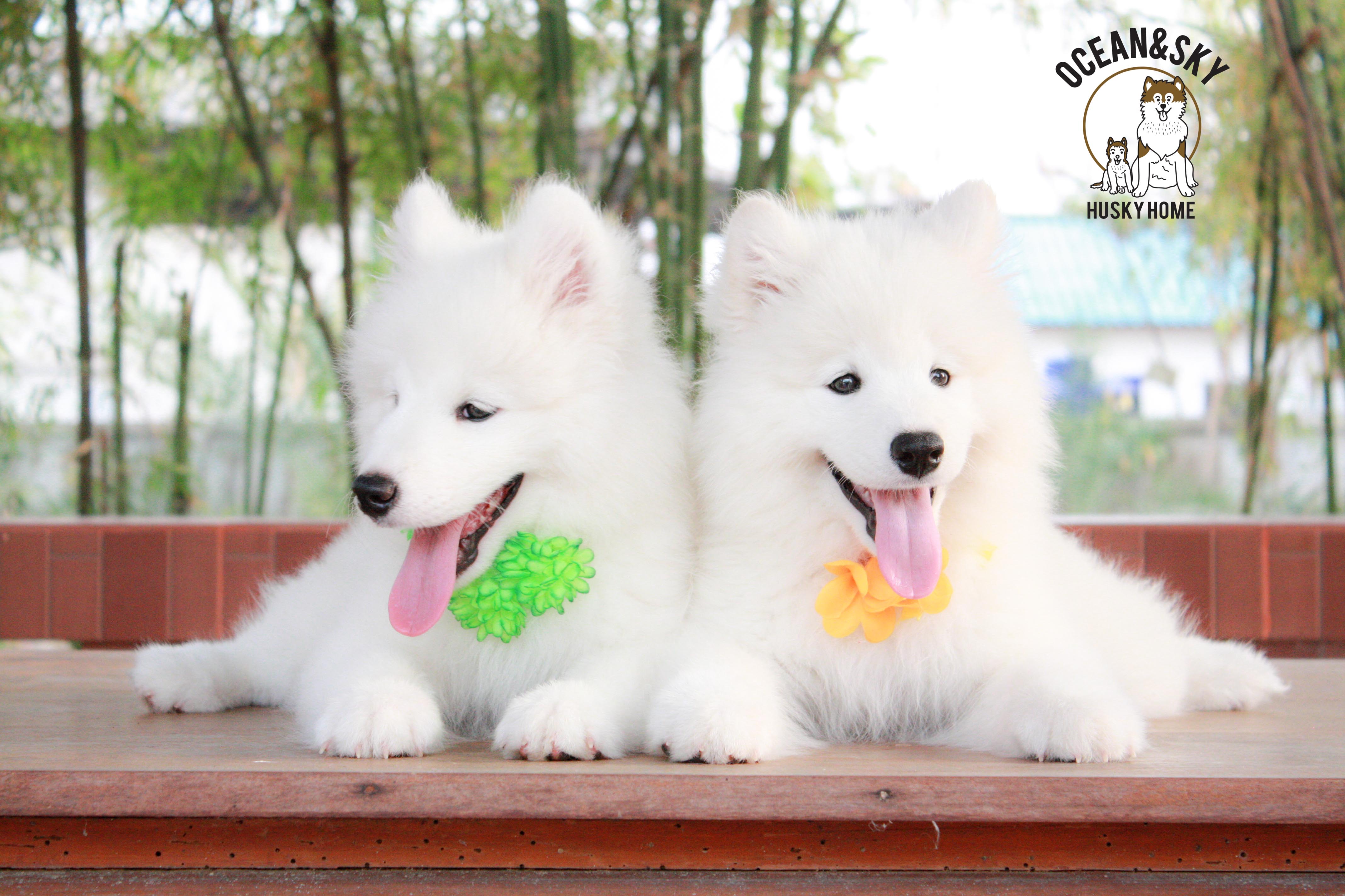 Samoyed , ซามอยด์ , ขายซามอยด์ , ขายSamoyed , ขายลูกสุนัขซามอยด์ ,ขายลูกสุนัขSamoyed