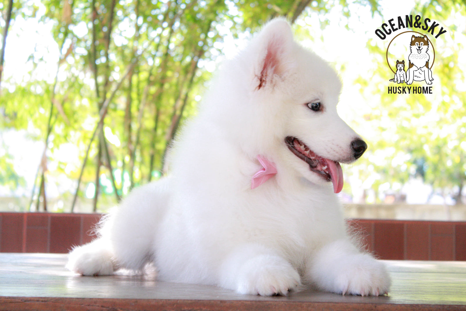 ซามอยด์ (Samoyed) ซามอยด์