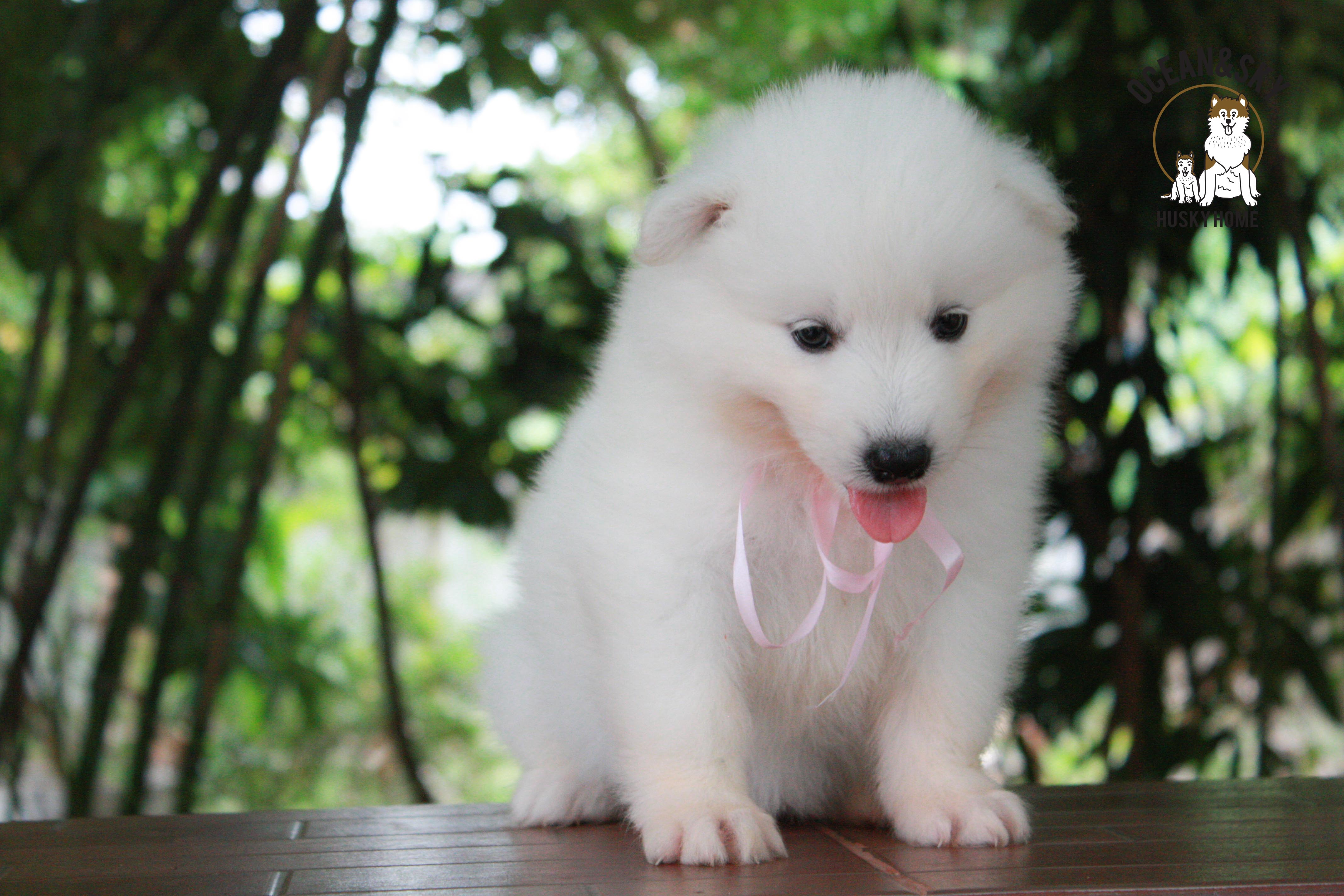 ซามอยด์ , samoyed , female
