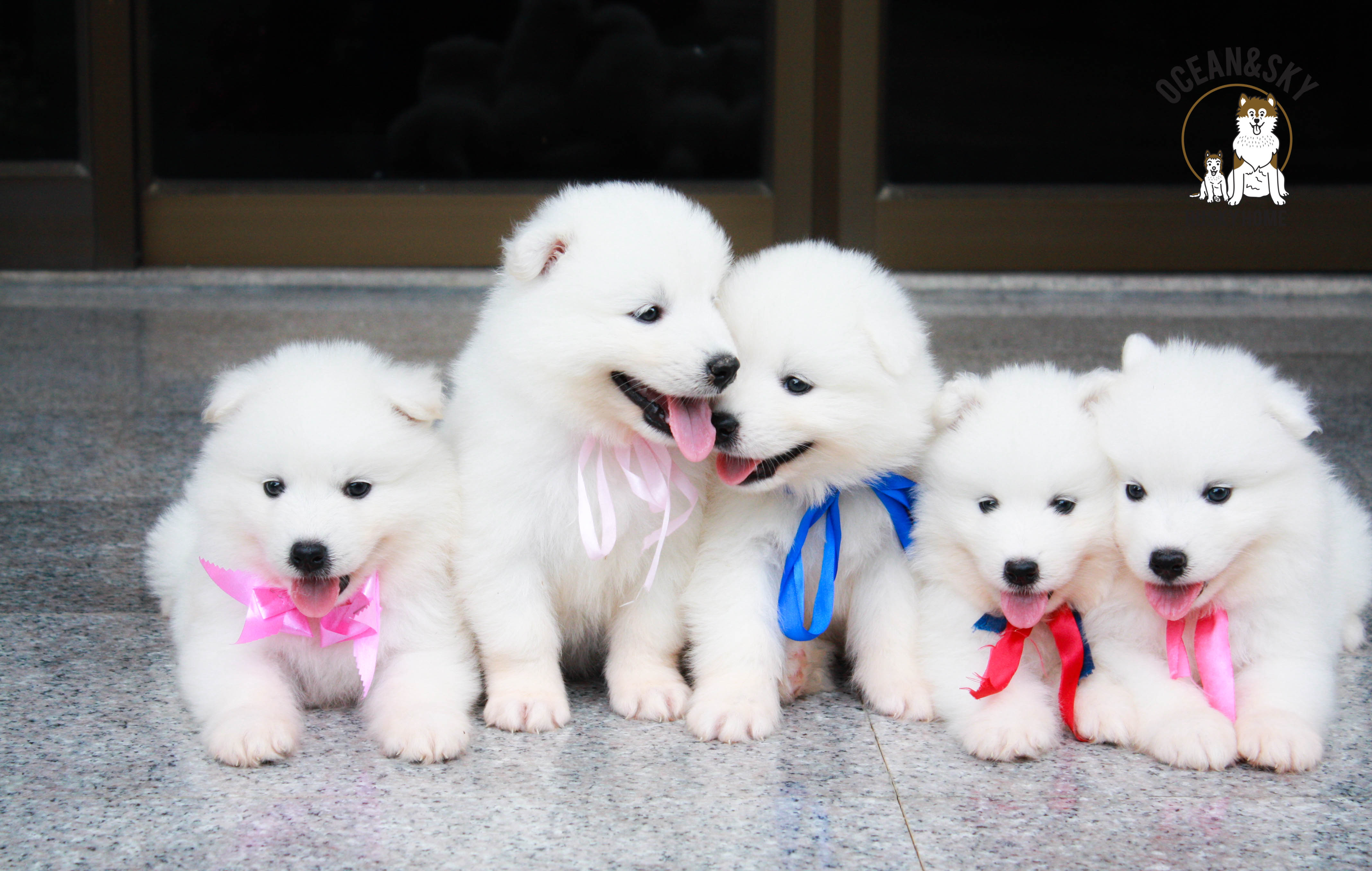 น้อง ซามอยด์ (Samoyed) อายุ 45 วันเปิดจองแล้วคาฟฟฟฟฟ 23/12/2561