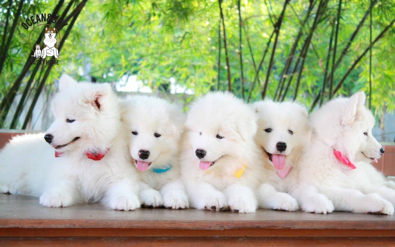 ซามอยด์ (Samoyed) ซามอยด์