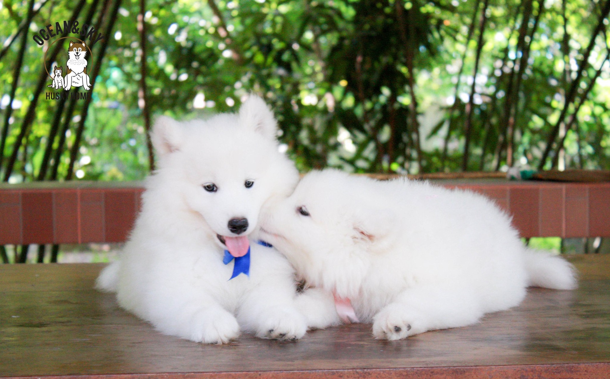 ซามอยด์ (Samoyed) ซามอยด์