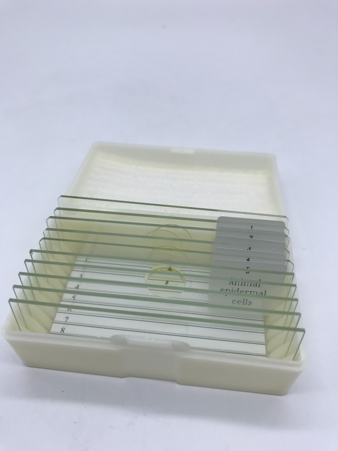 สไลด์ถาวร ตัวอย่างพืช และสัตว์