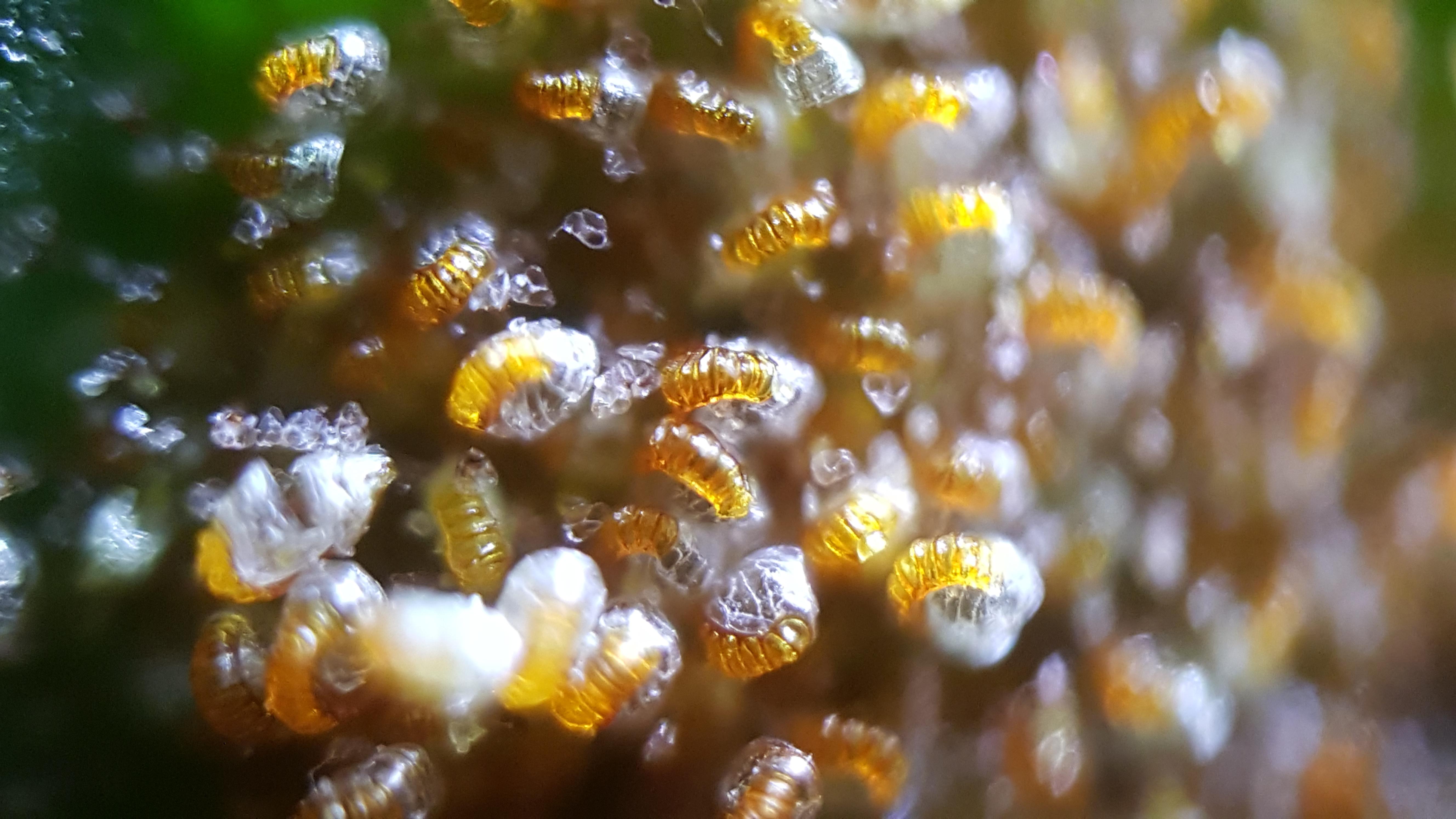 CUsmartlens Complete Set (เลนส์ขยาย เปลี่ยนมือถือเป็นกล้องจุลทรรศน์)