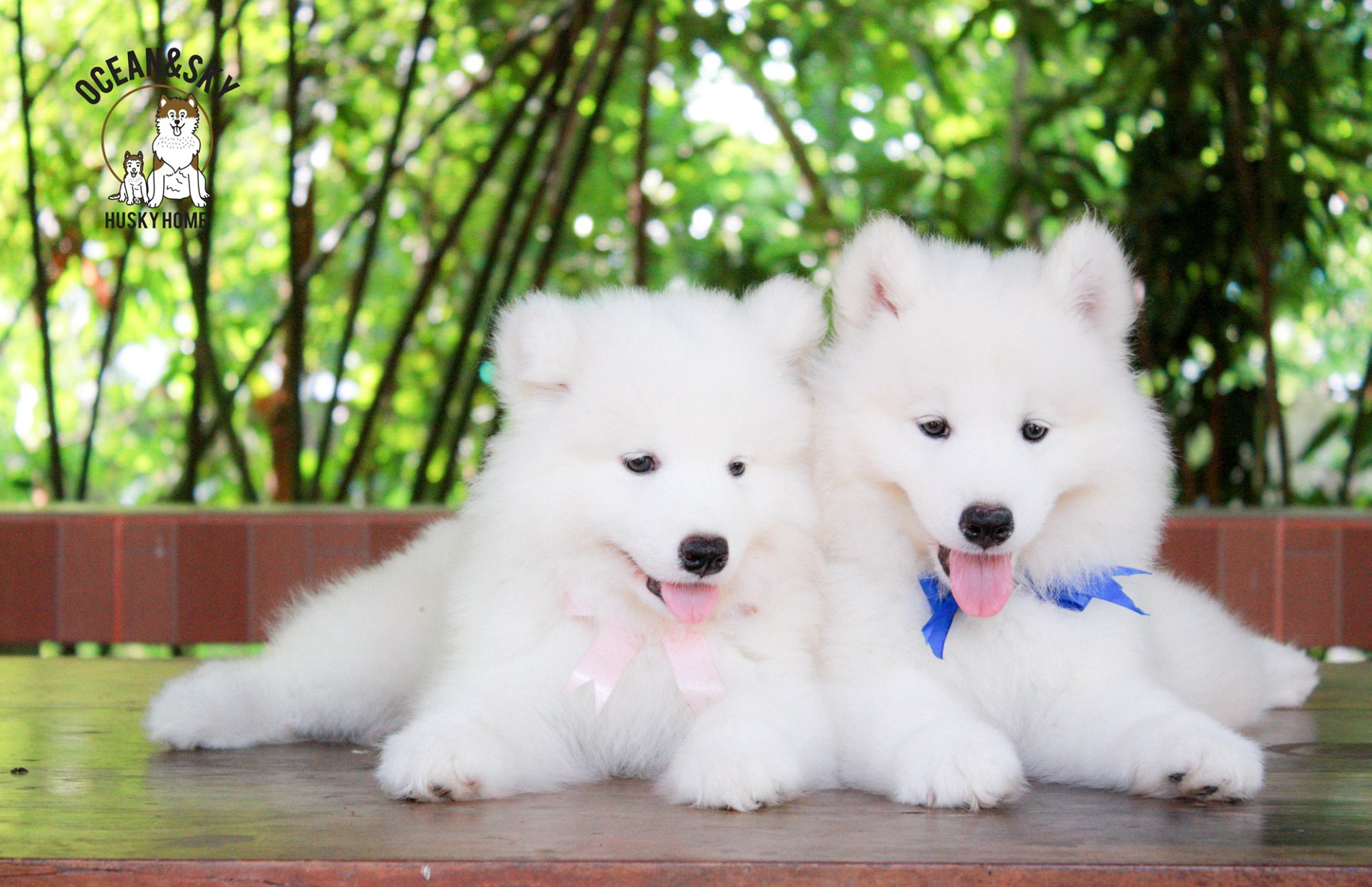 ซามอยด์ (Samoyed) ซามอยด์
