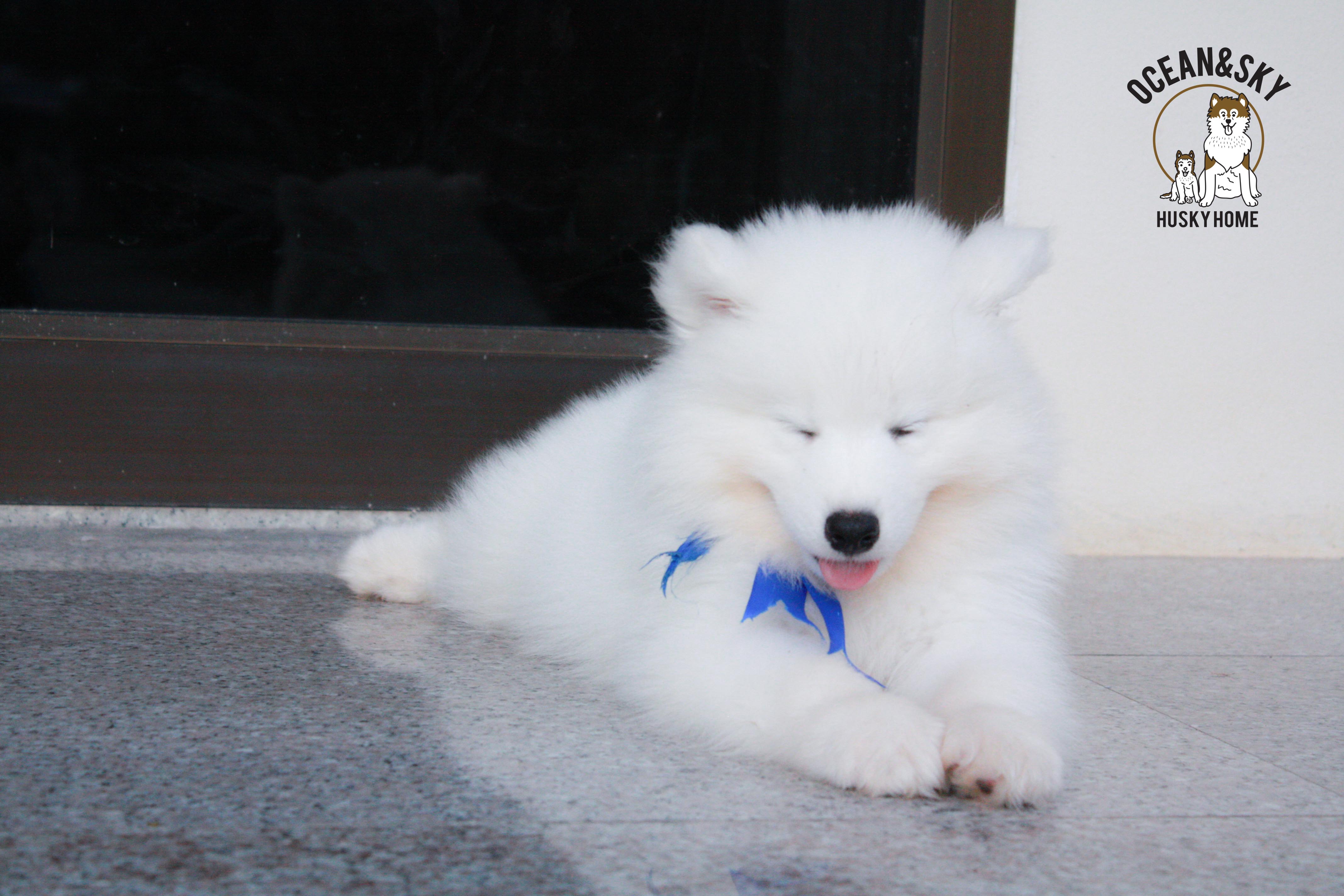 เพศผู้ อัปเดท น้อง ซามอยด์ (Samoyed) อายุ 75