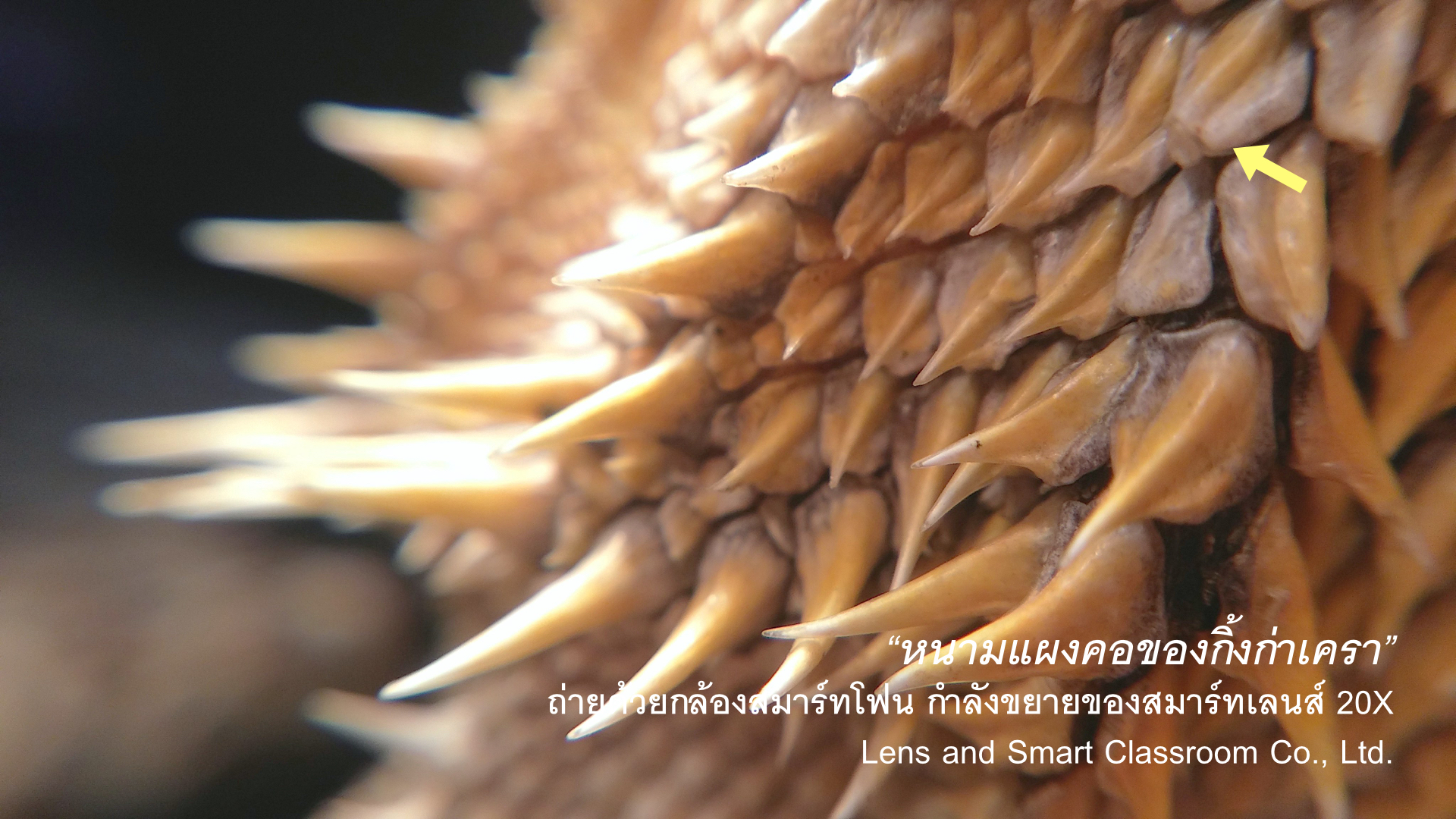 CUsmartlens Complete Set (เลนส์ขยาย เปลี่ยนมือถือเป็นกล้องจุลทรรศน์)