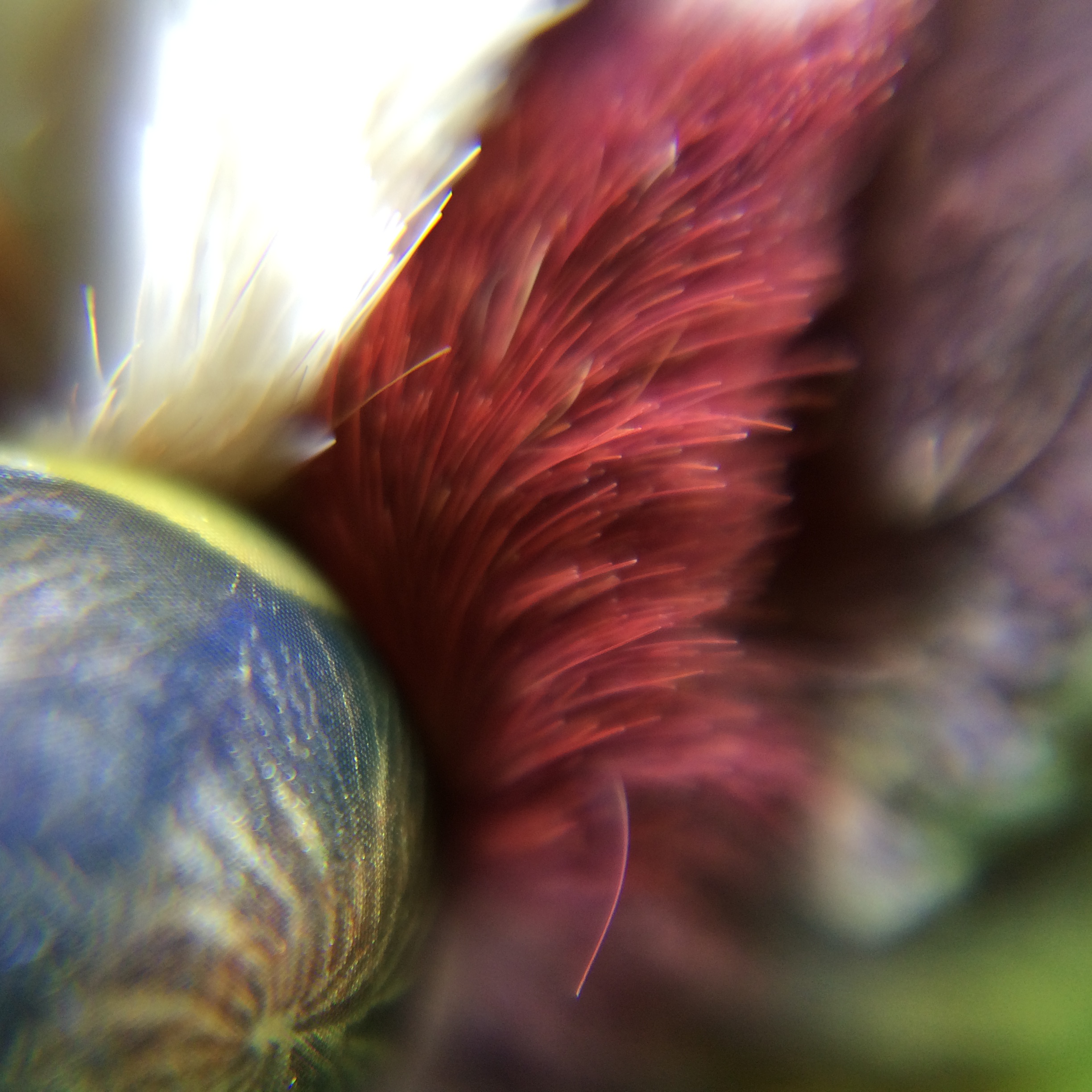 CUsmartlens Complete Set (เลนส์ขยาย เปลี่ยนมือถือเป็นกล้องจุลทรรศน์)