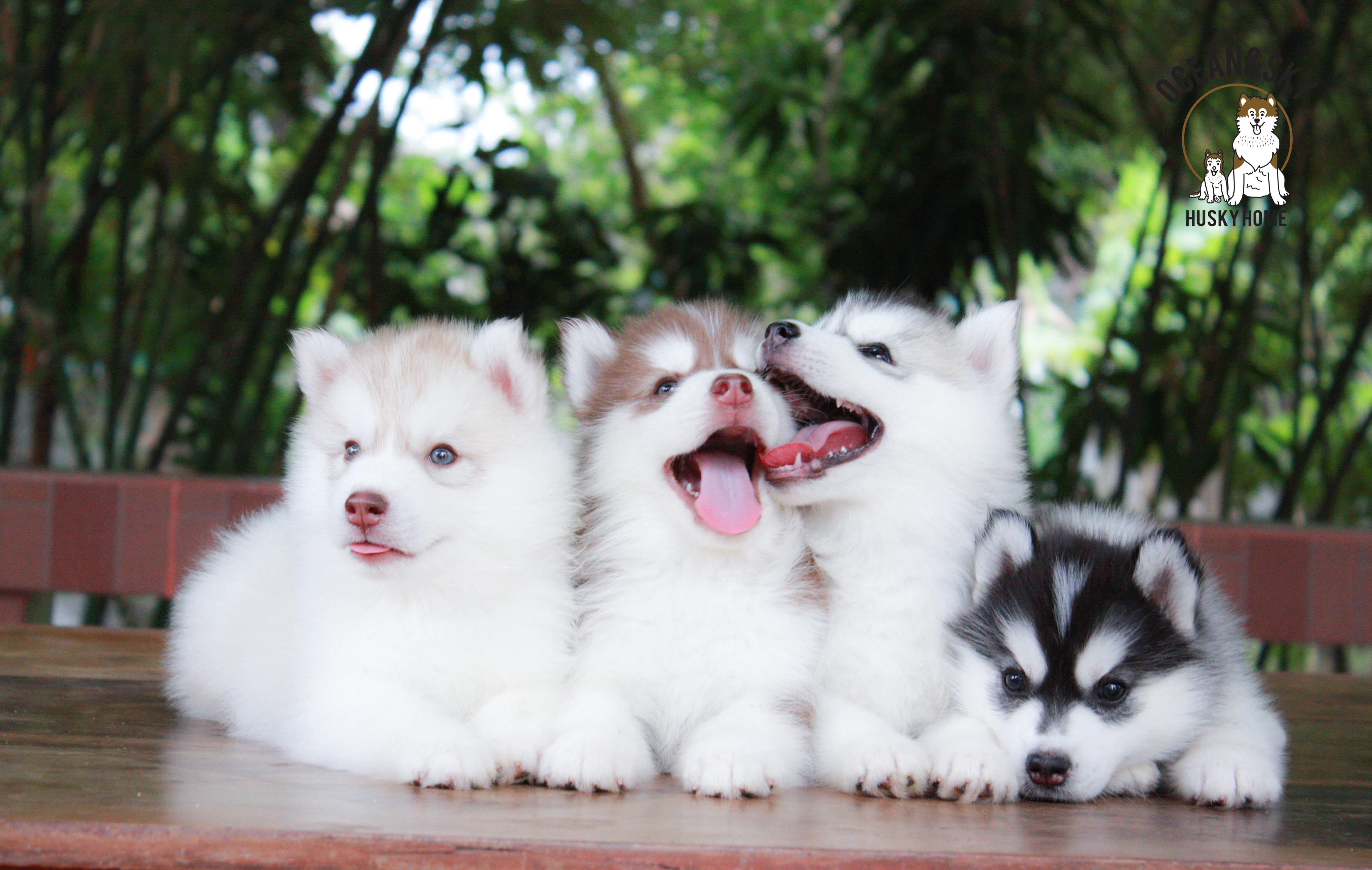 ไซบีเรียนขนฟู ราคาน่ารัก