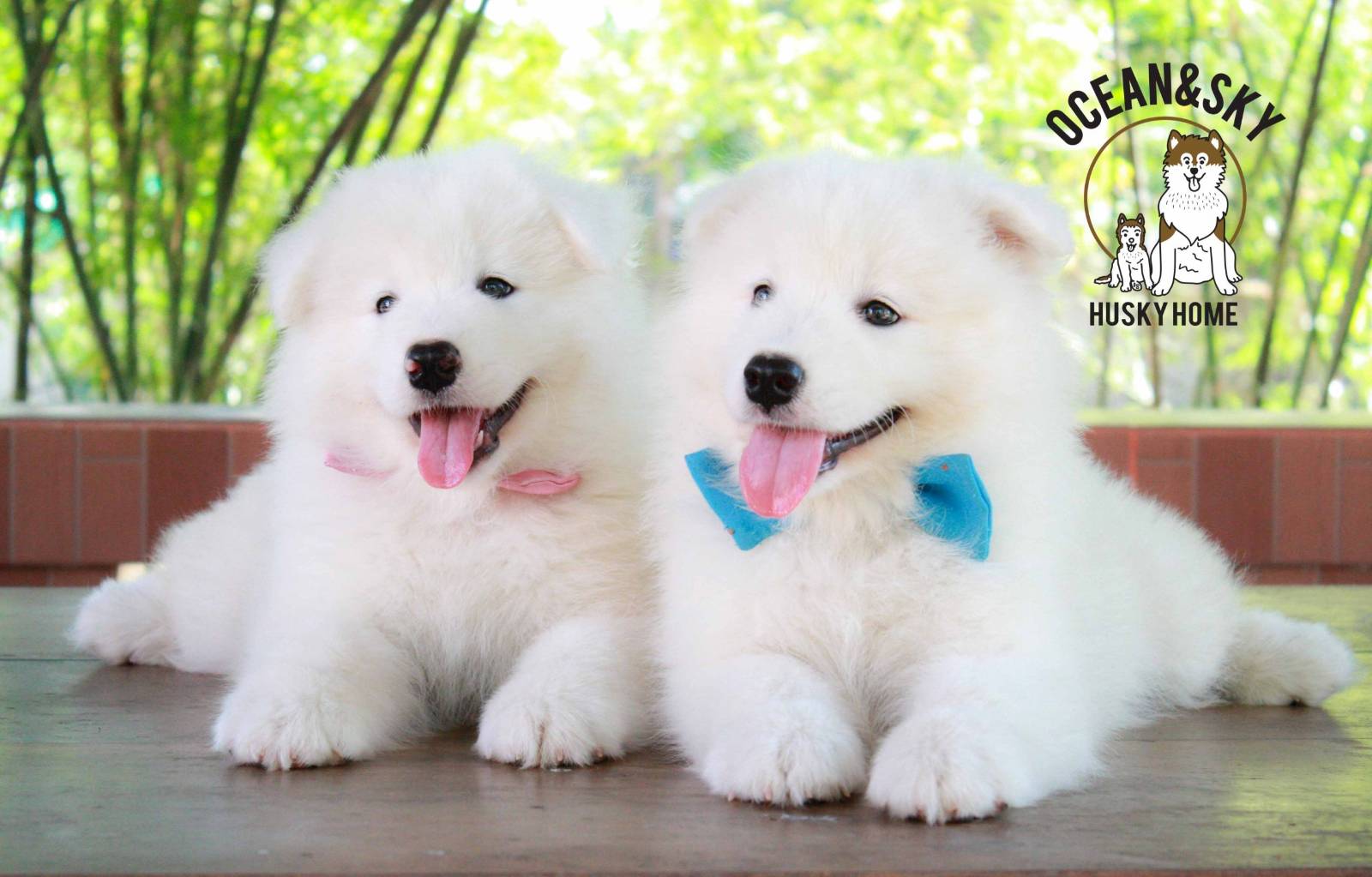 ซามอยด์ (Samoyed) ซามอยด์